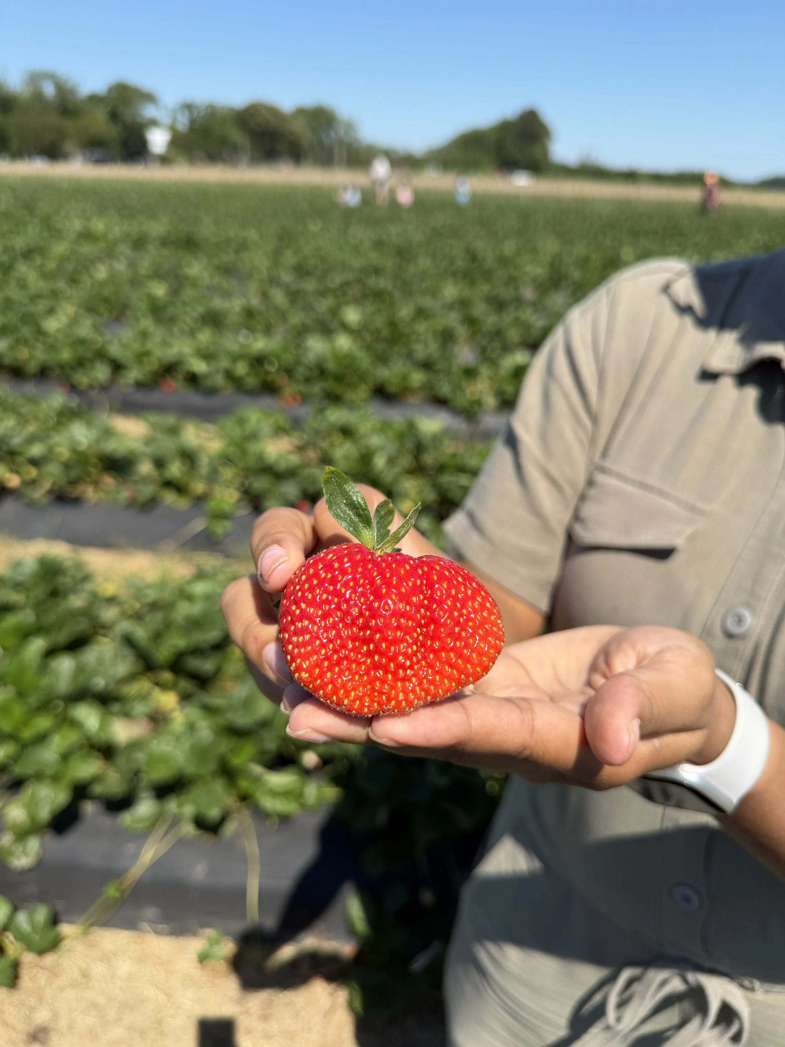 Cullipher Farm Strawberry Picking: Virginia Beach Guide