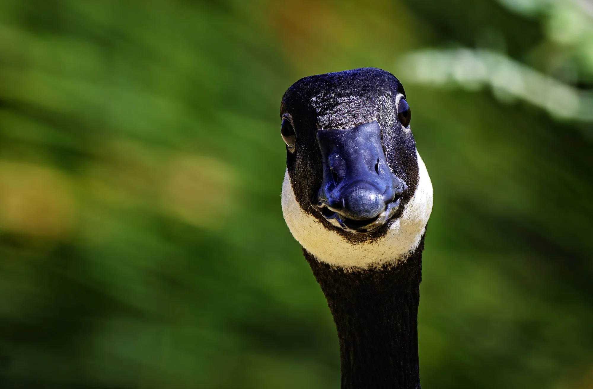 Close-up of a black swan's head with a blue bill, facing the camera, with a blurred green background.