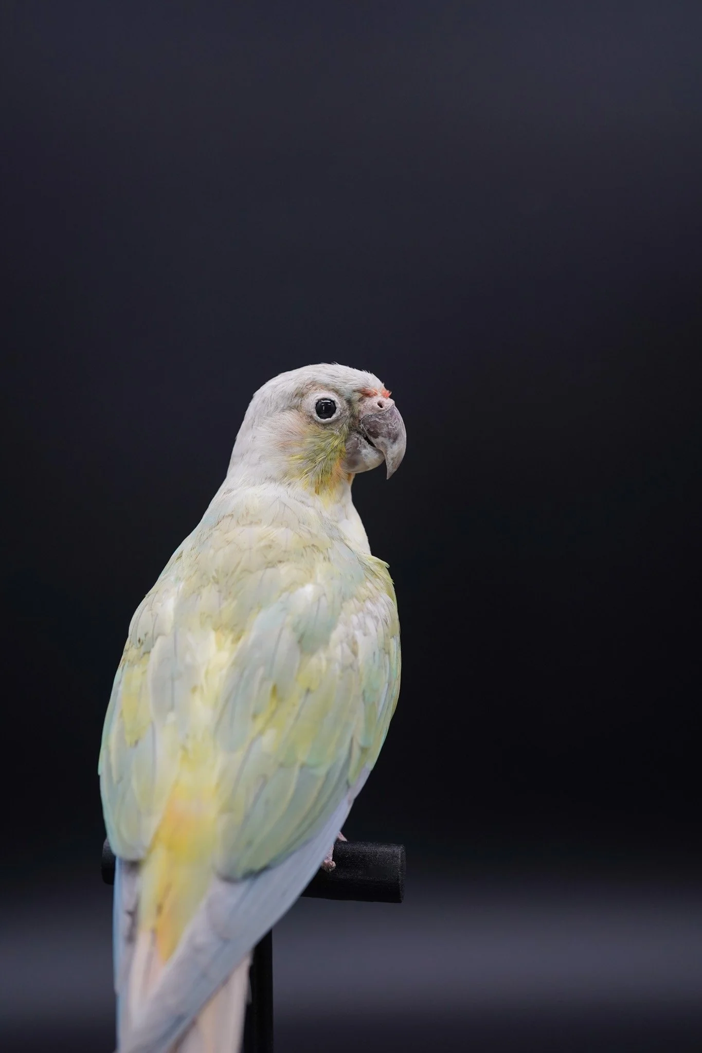 Pastel Conure