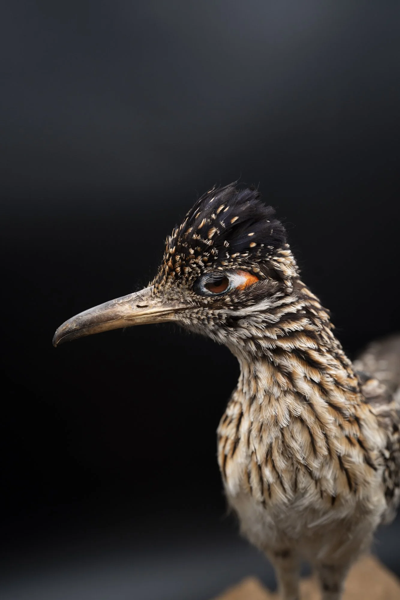 AFTER: Greater roadrunner ( Geococcyx californianus ) for the San Fernando Valley Audubon Society. 