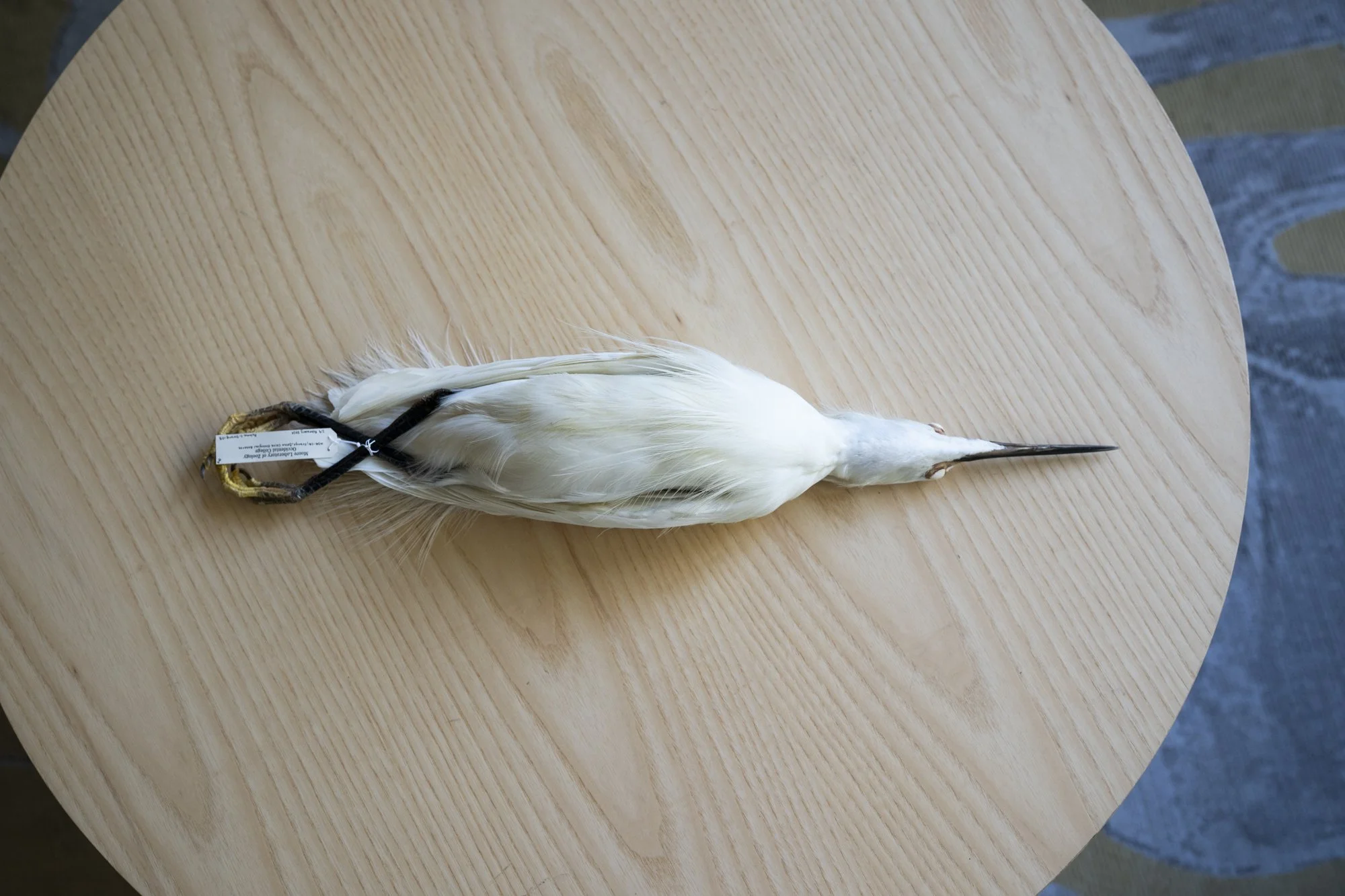 Snowy egret ( Egretta thula ) for the Moore Lab of Zoology.