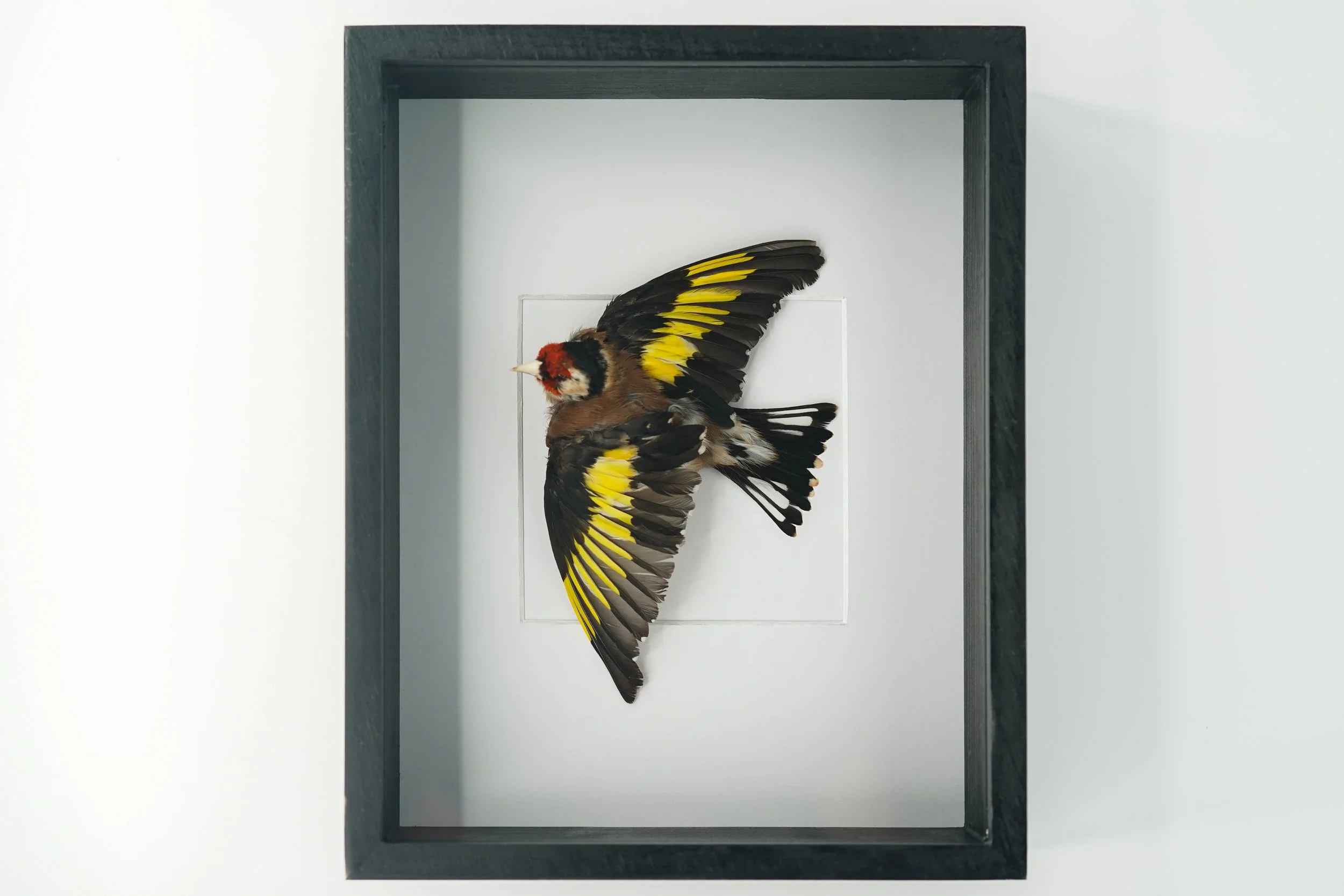 European Goldfinch in Flight