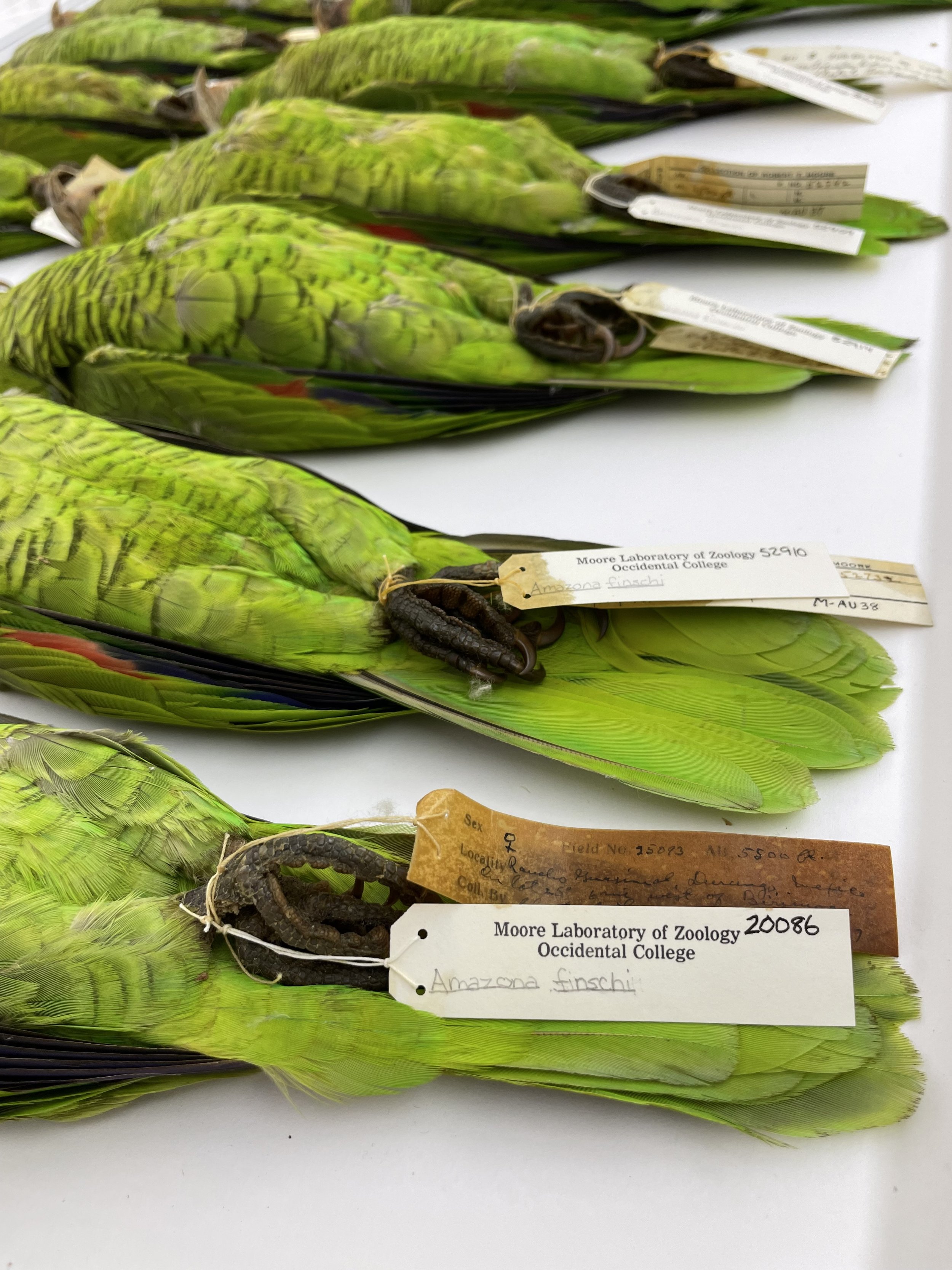 Prepping at the Moore Lab of Zoology