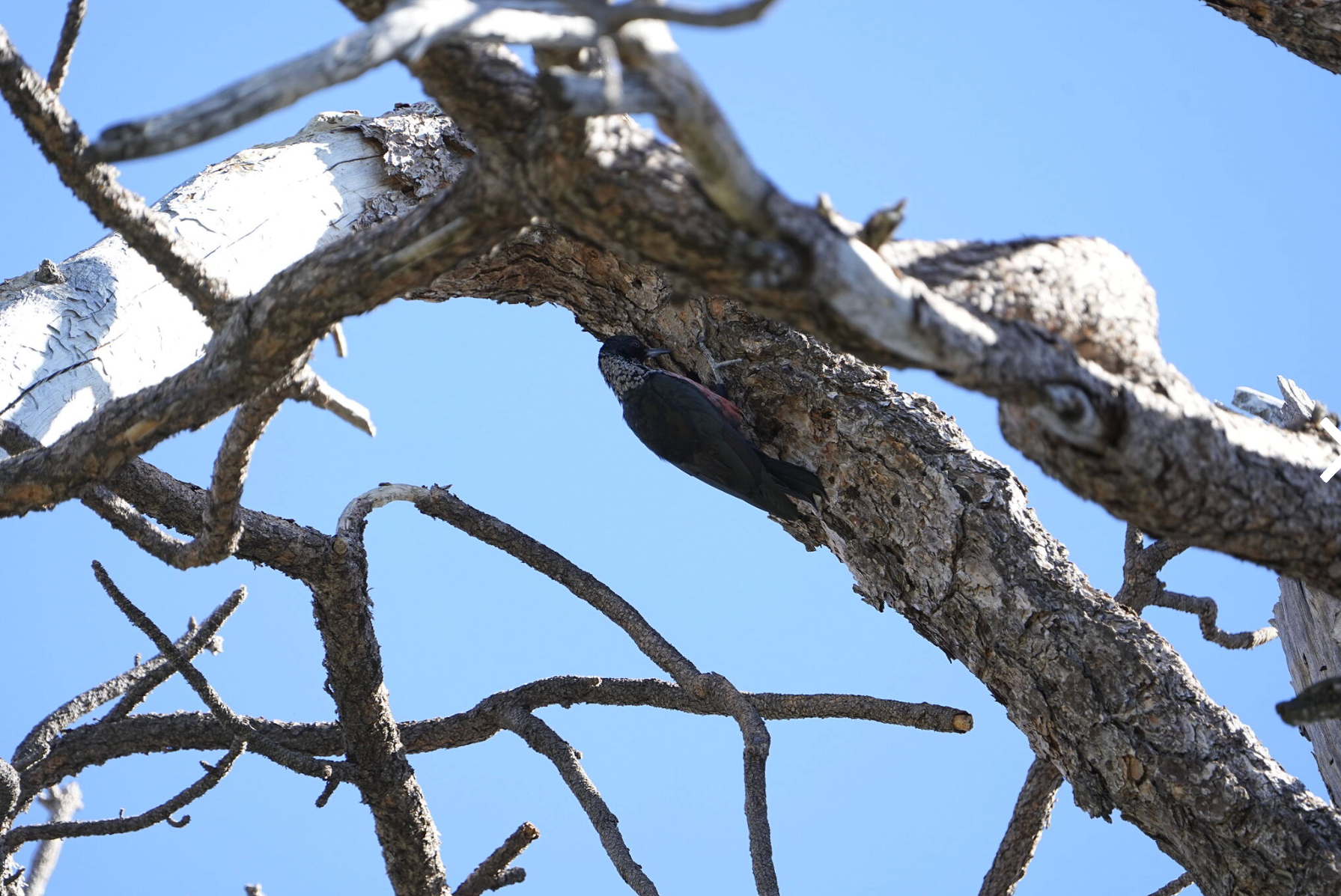 Los Angeles Birding: Angeles National Forest