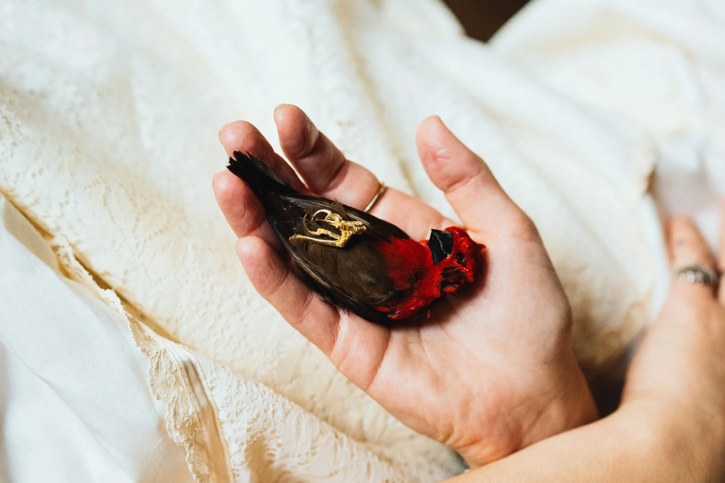 small+bird+in+hand.jpg