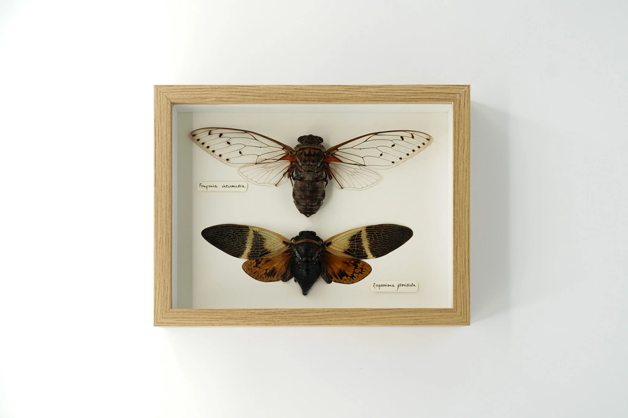 Cicada Display