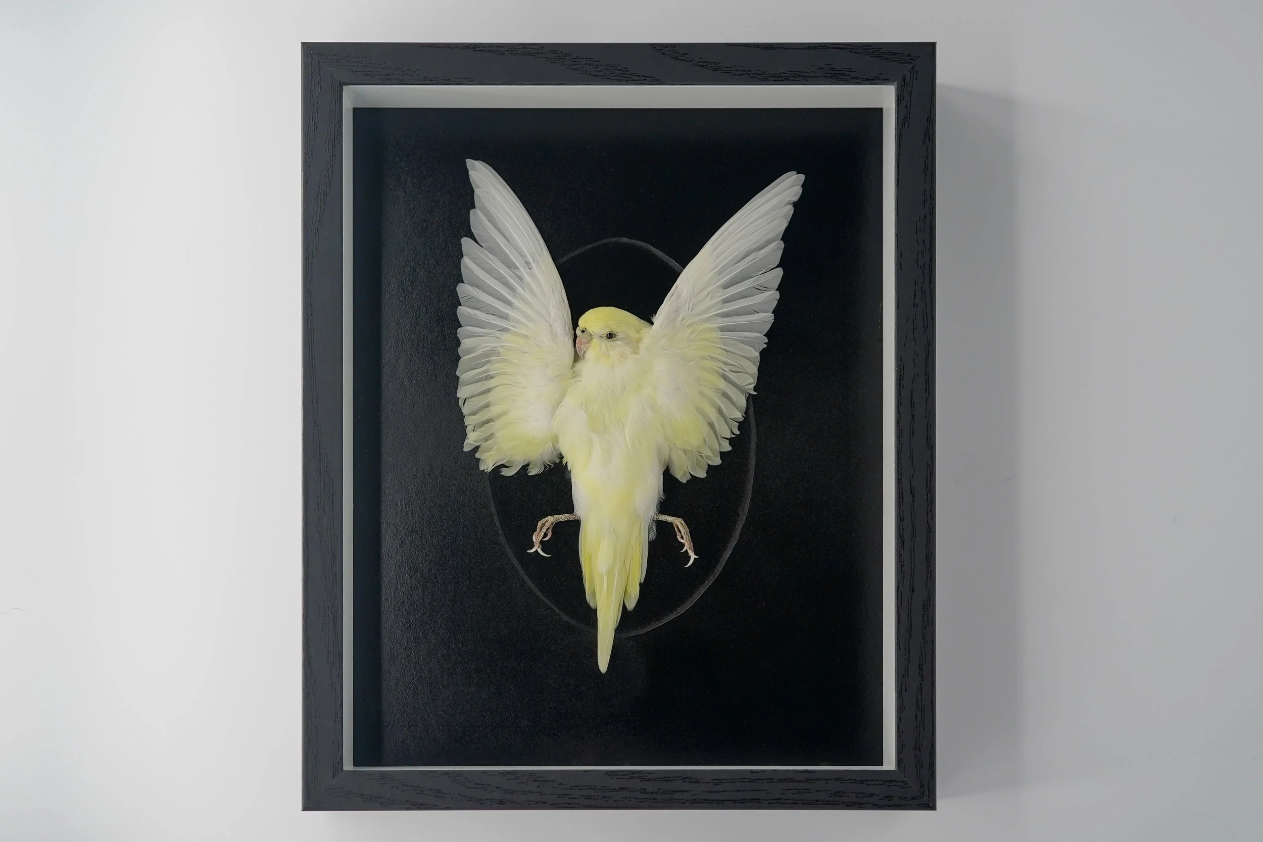 Yellow Budgerigar Display