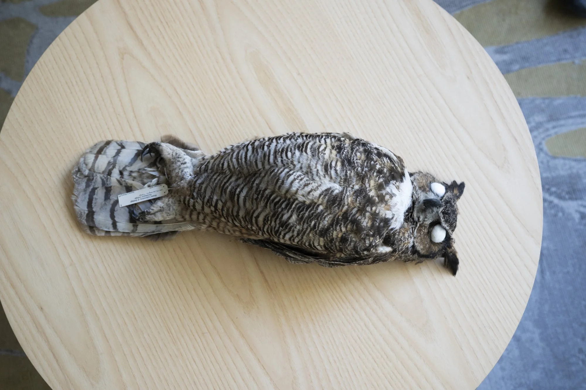 Great horned owl ( Bubo virginianus ) for the Moore Lab of Zoology.