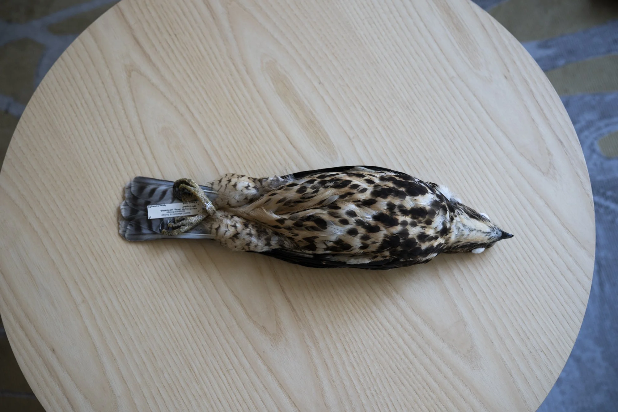 Swainson's hawk ( Buteo swainsoni ) for the Moore Lab of Zoology.