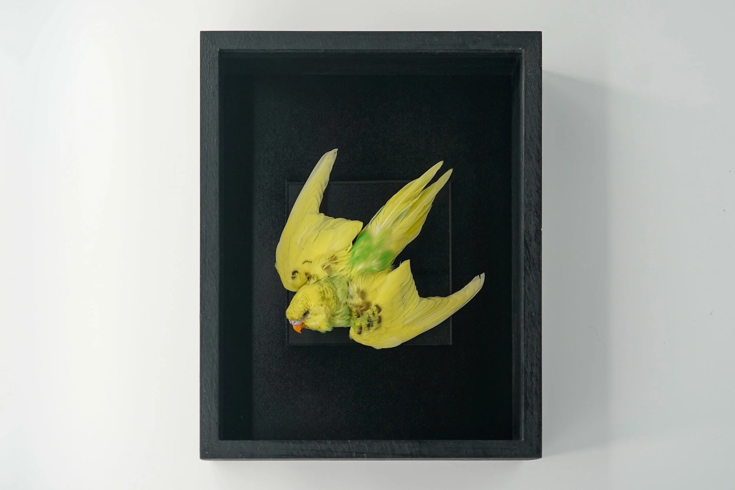 Yellow & Green Budgie in Flight