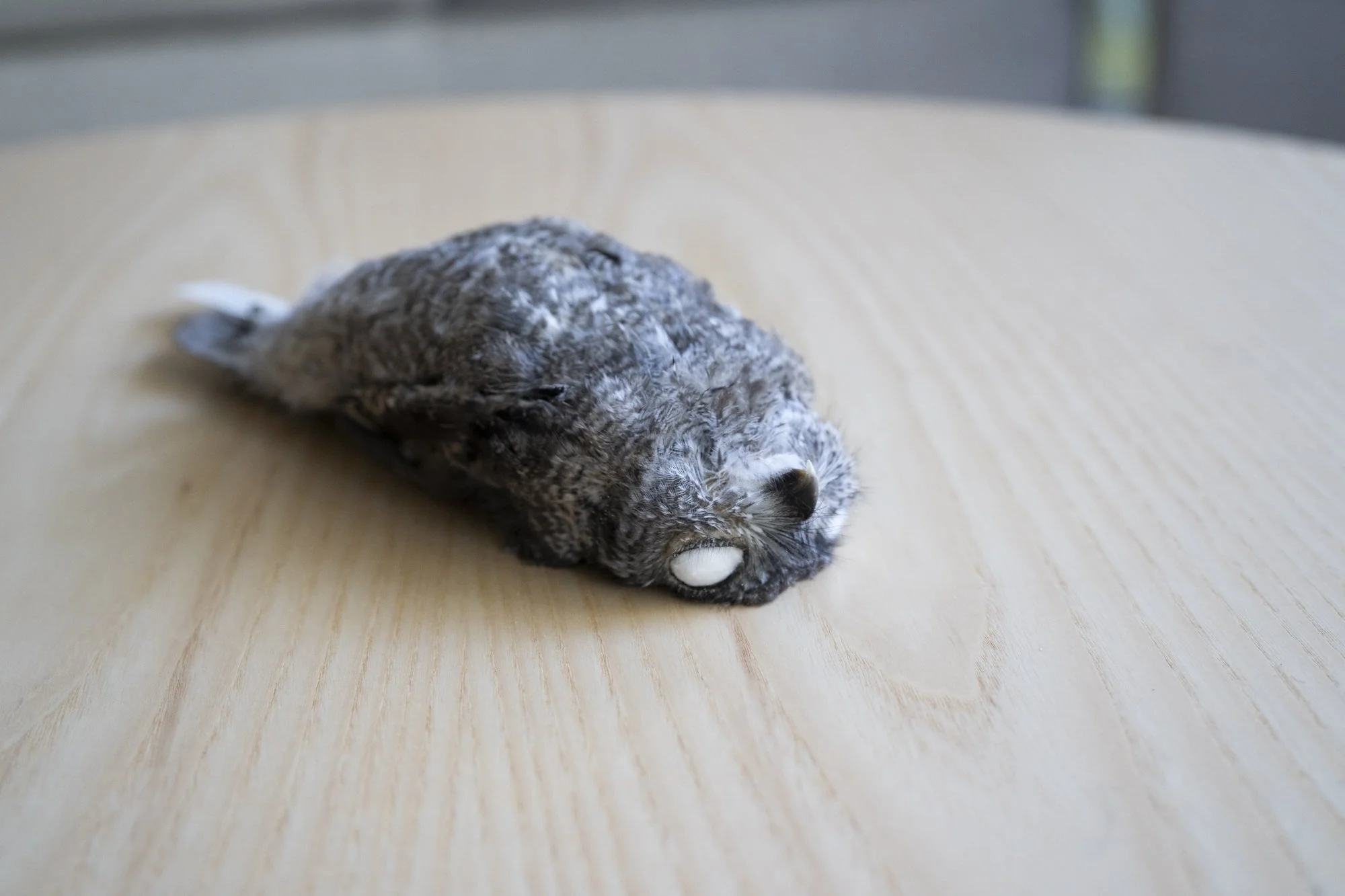 Western screech owl ( Megascops kennicottii ) for the Moore Lab of Zoology.