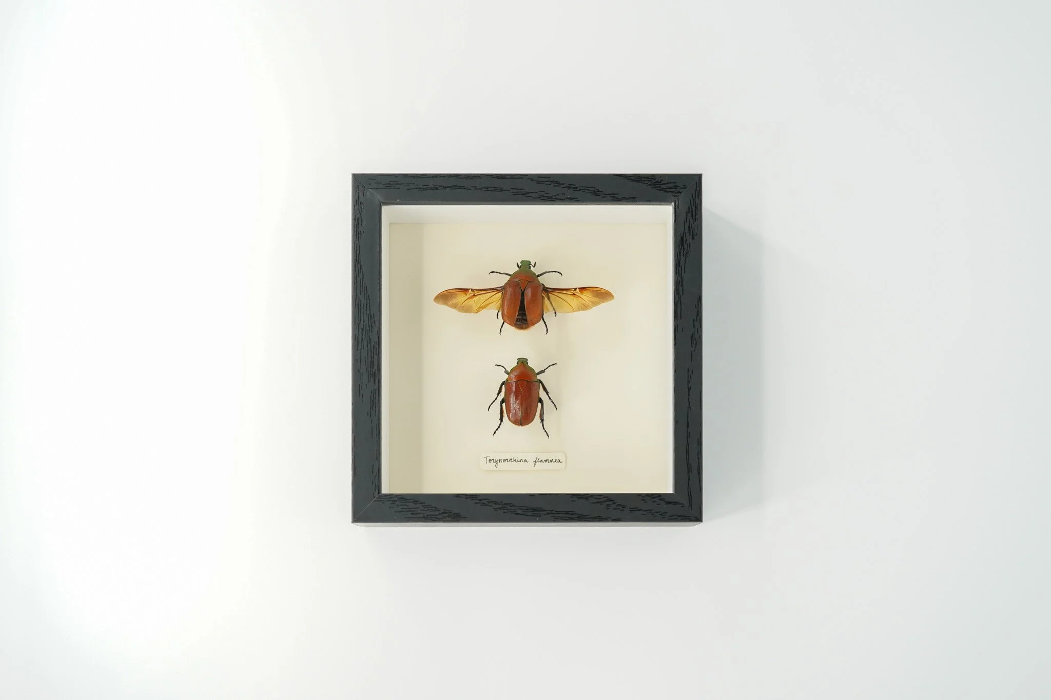 Flower chafer beetle pair (Torynorrhina flammea)