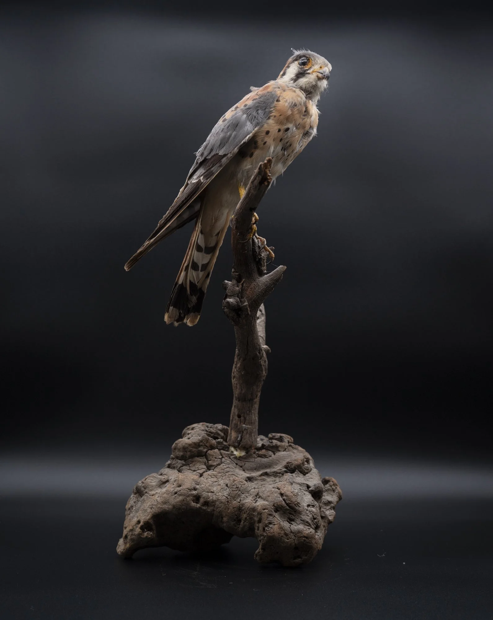 BEFORE: American kestrel ( Falco sparverius ) for the San Fernando Valley Audubon Society. 