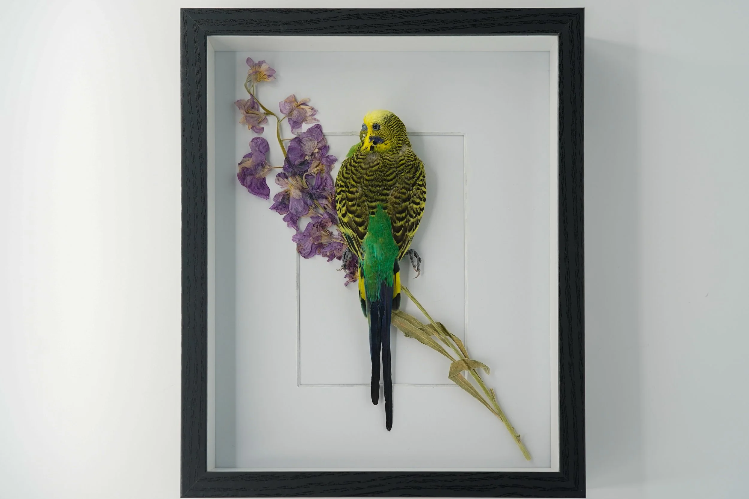 Budgerigar with Bellflowers