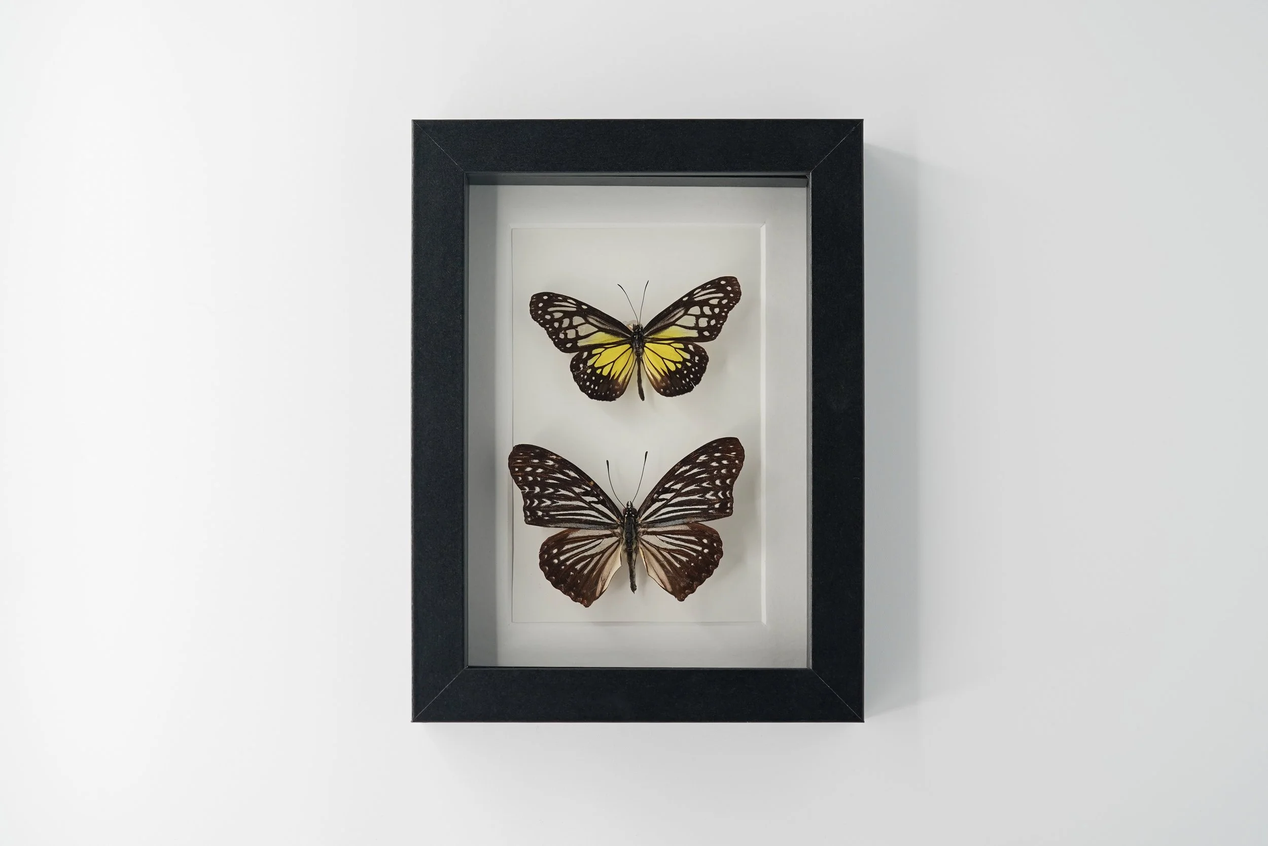 Yellow Glassy Tiger & The Circe Butterfly Mount