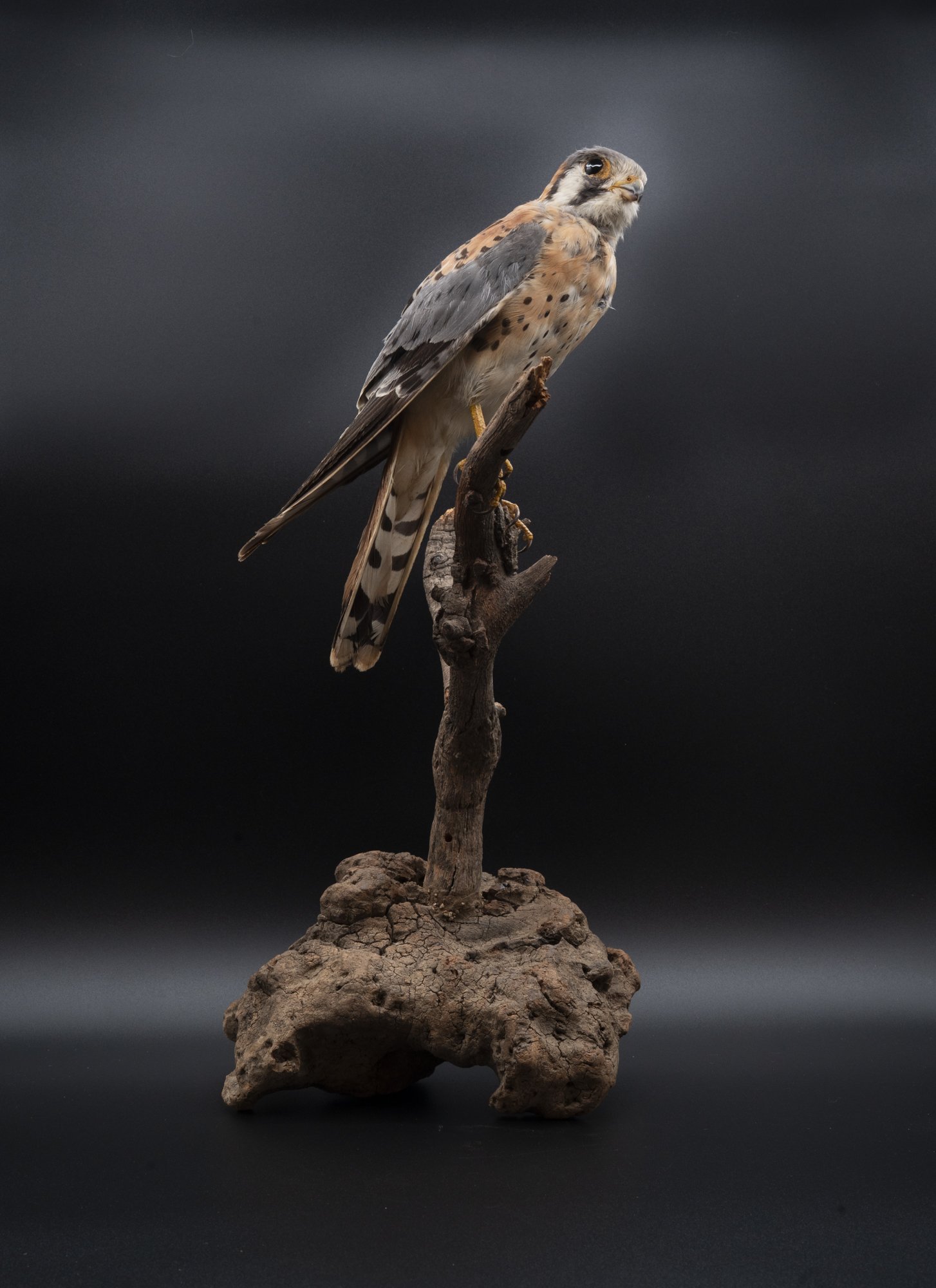 AFTER: American kestrel ( Falco sparverius ) for the San Fernando Valley Audubon Society. 