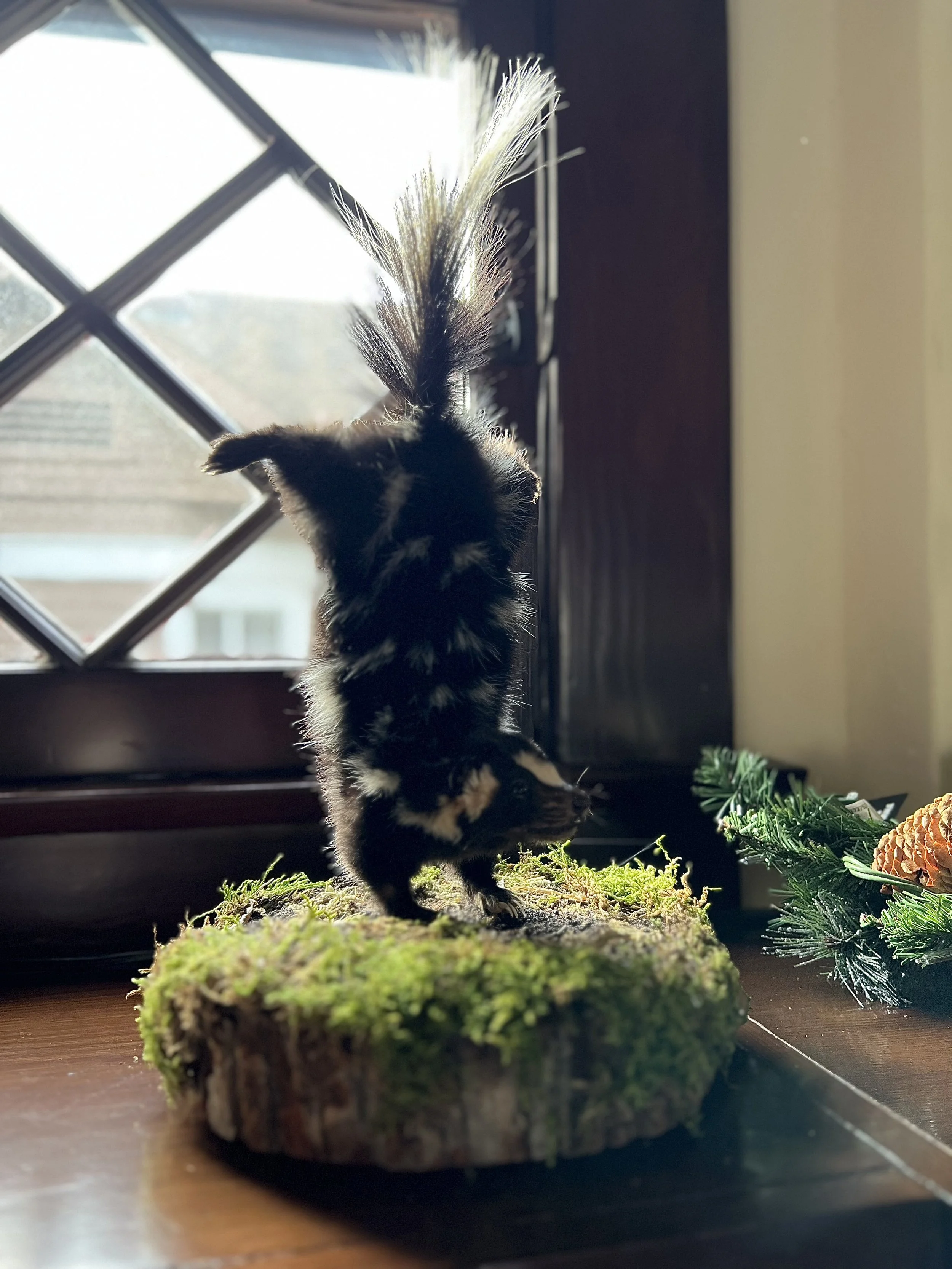 How To Care For Your At-Home Taxidermy Collection