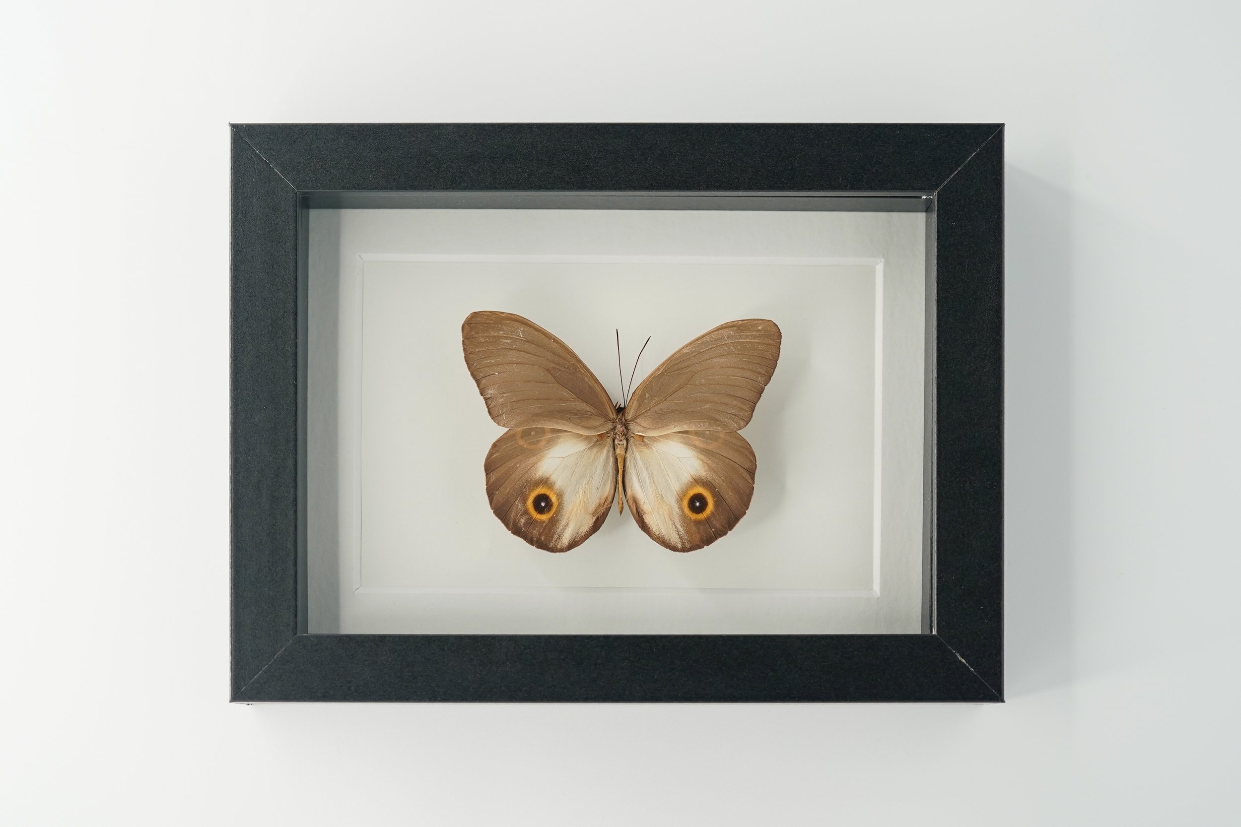 Urania Owl Butterfly