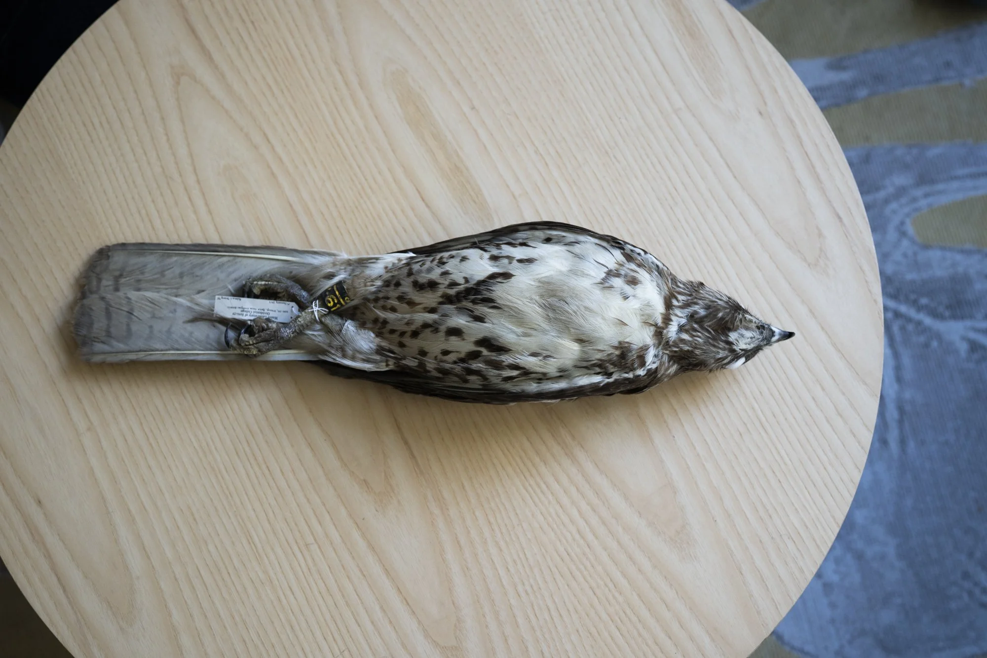 Red-tailed hawk ( Buteo jamaicensis ) for the Moore Lab of Zoology.