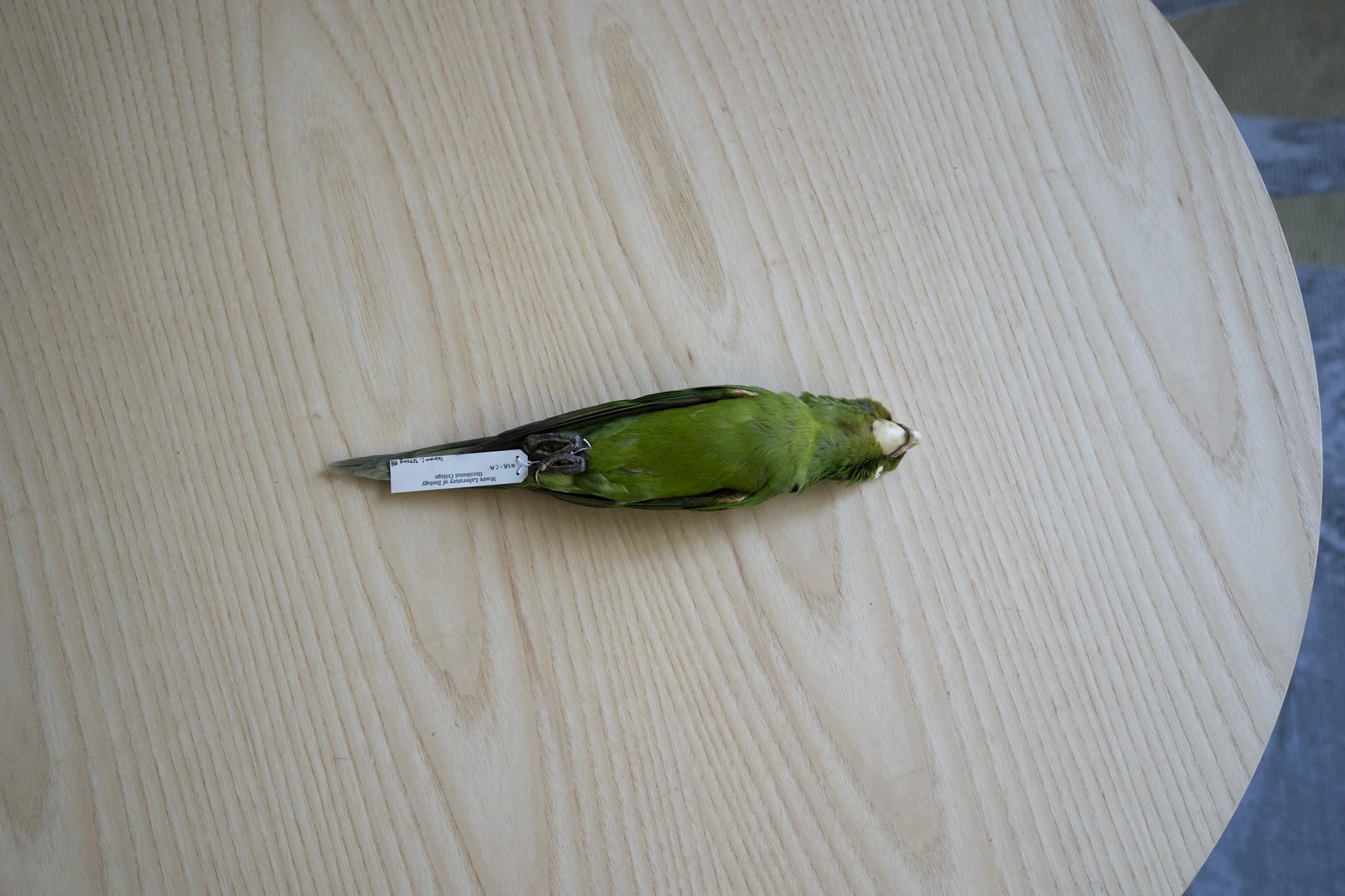 Mitred parakeet ( Psittacara mitratus ) for the Moore Lab of Zoology.