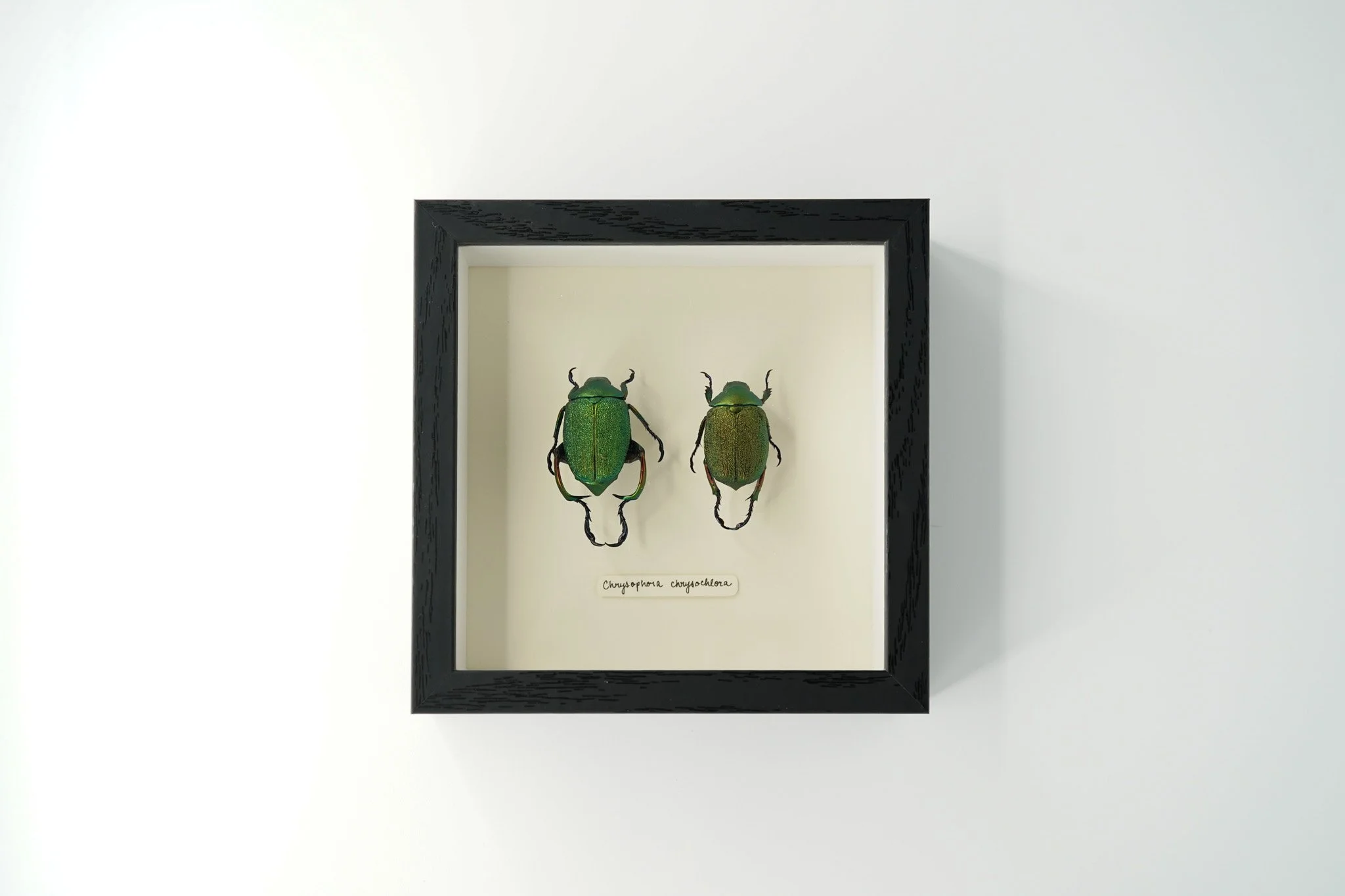 Scarab beetle pair (Chrysophora chrysochlora)