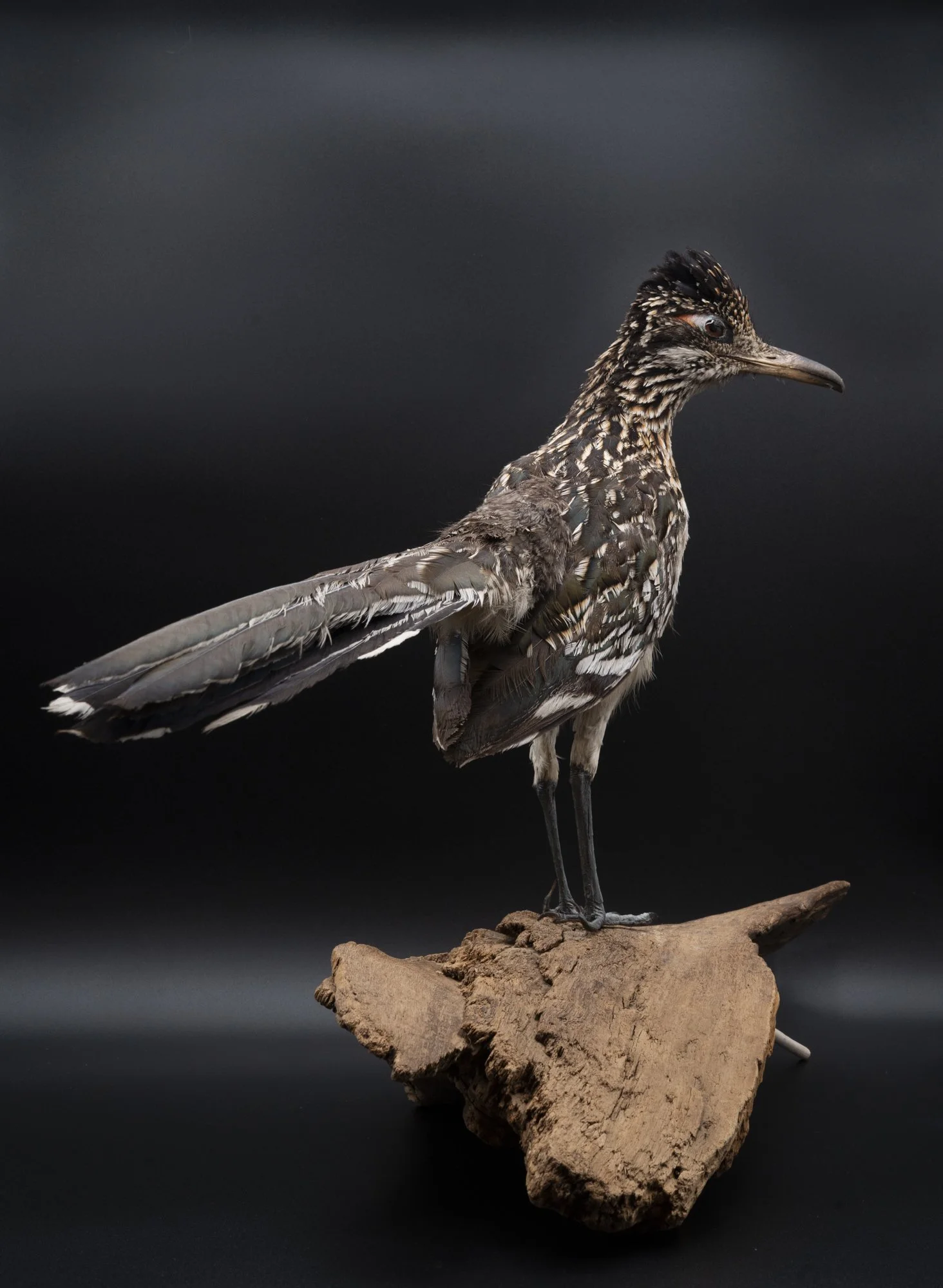 AFTER: Greater roadrunner ( Geococcyx californianus ) for the San Fernando Valley Audubon Society. 