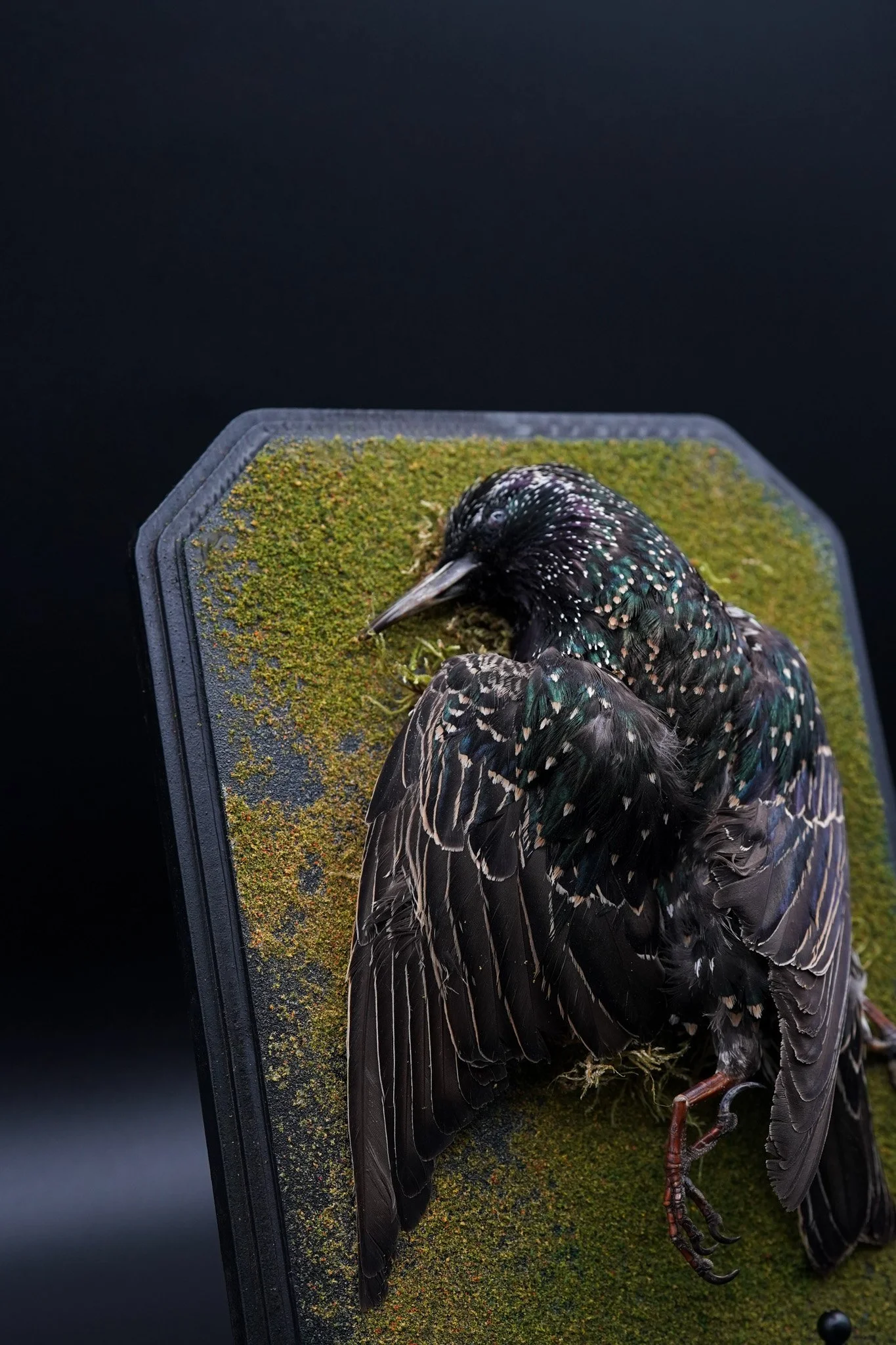 Starling Dead Mount