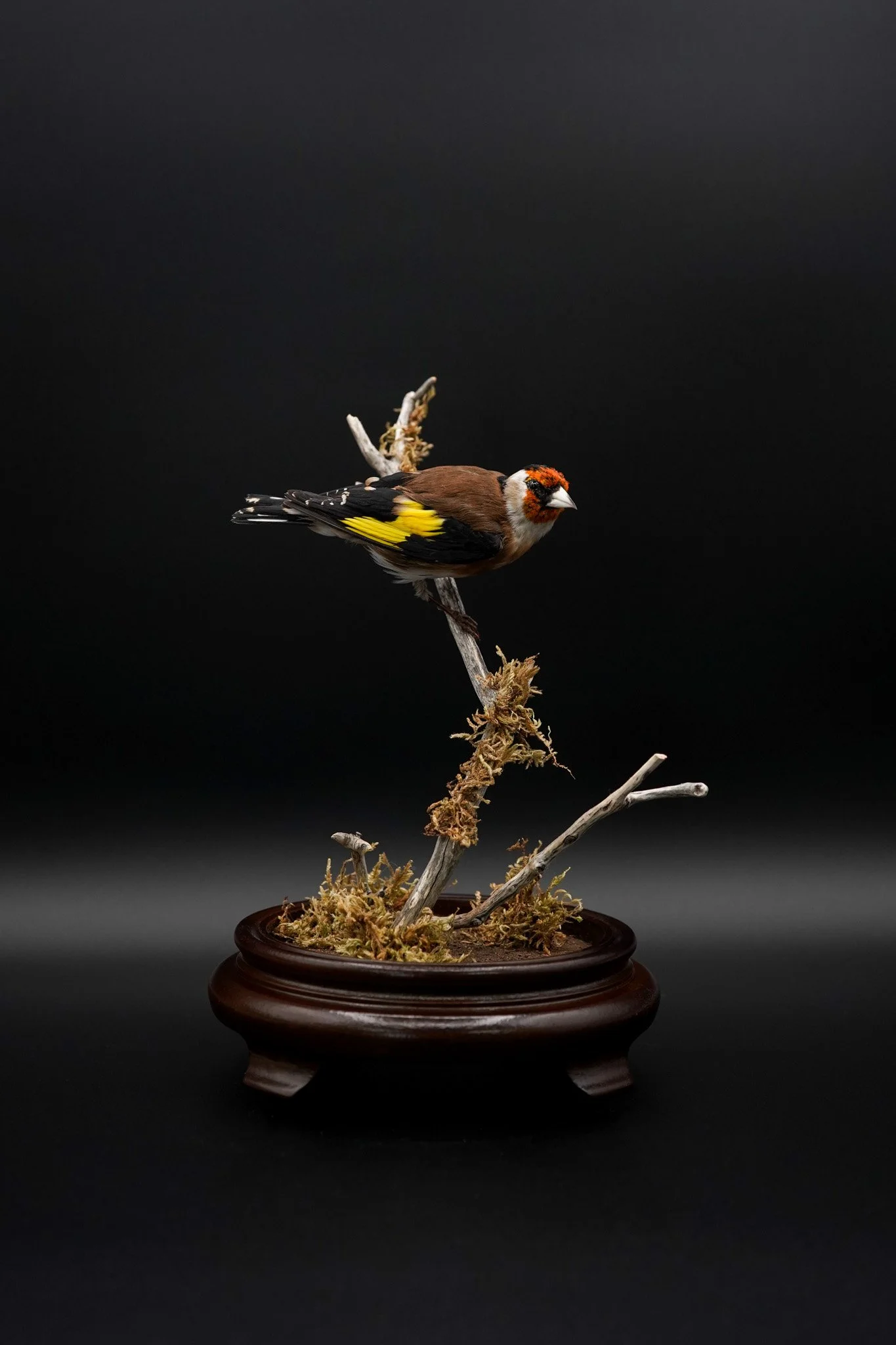 Museum-quality European goldfinch taxidermy mount by Strong Taxidermy, featuring detailed plumage and lifelike posing inspired by natural history collections