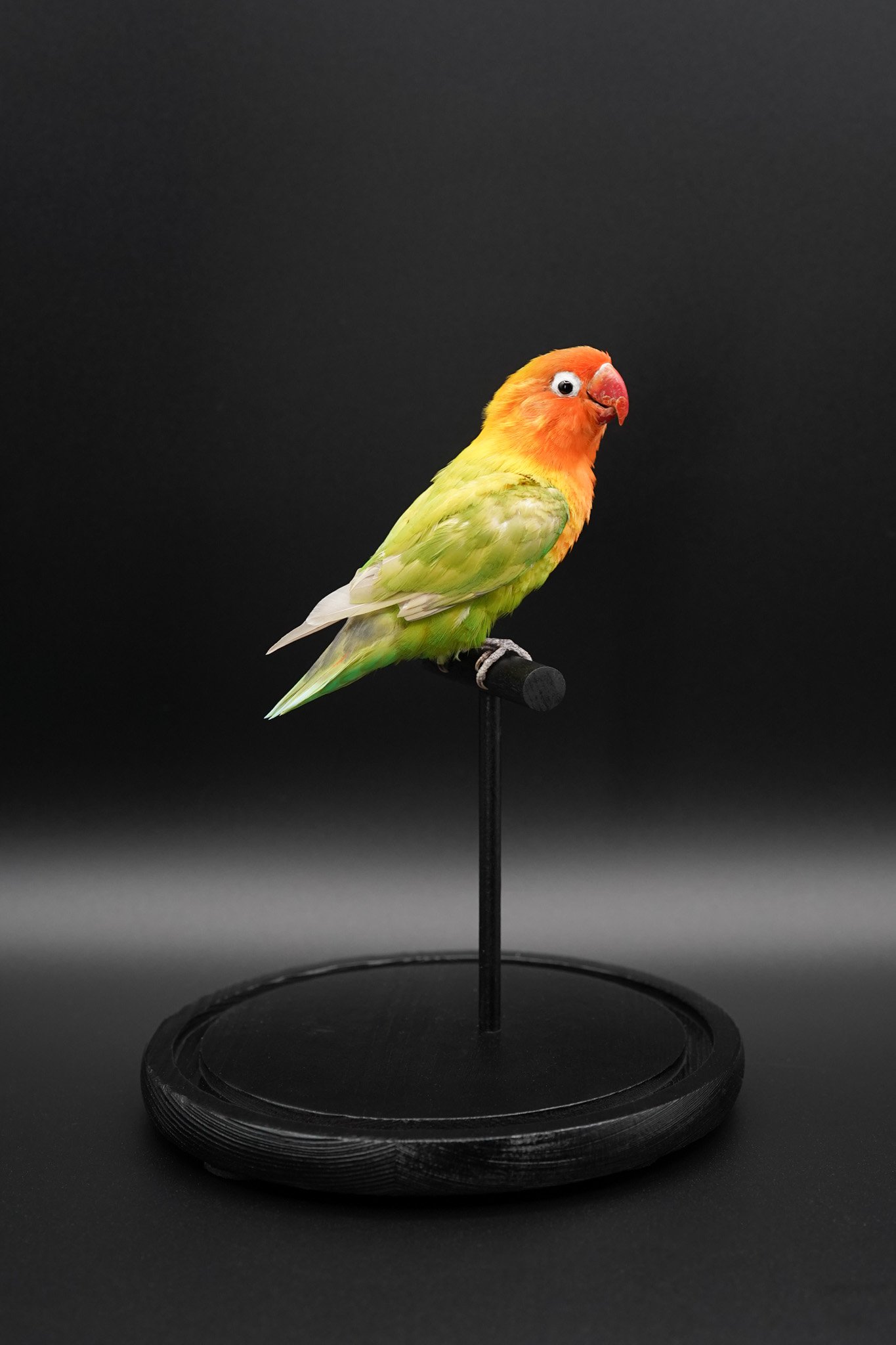 Pet Fischer's lovebird named "Tito"( Agapornis fischeri ) for a private client. Taxidermy by Laura Selig. 