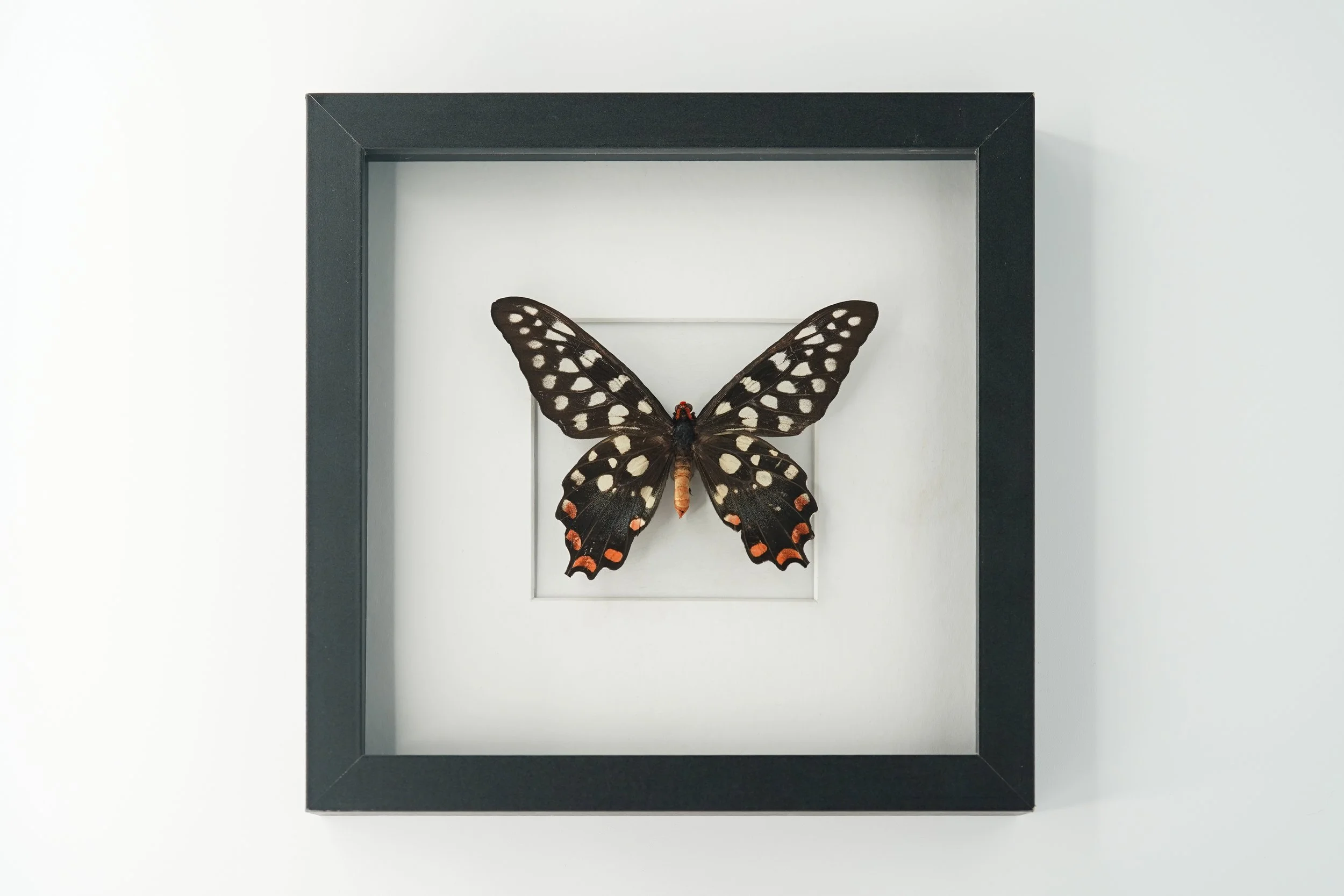 Madagascar giant swallowtail
