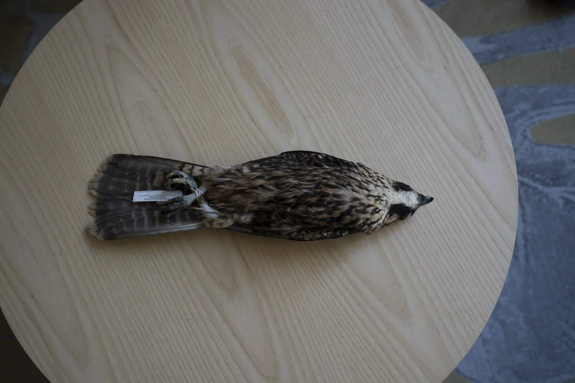 Peregrine falcon ( Falco peregrinus ) for the Moore Lab of Zoology.