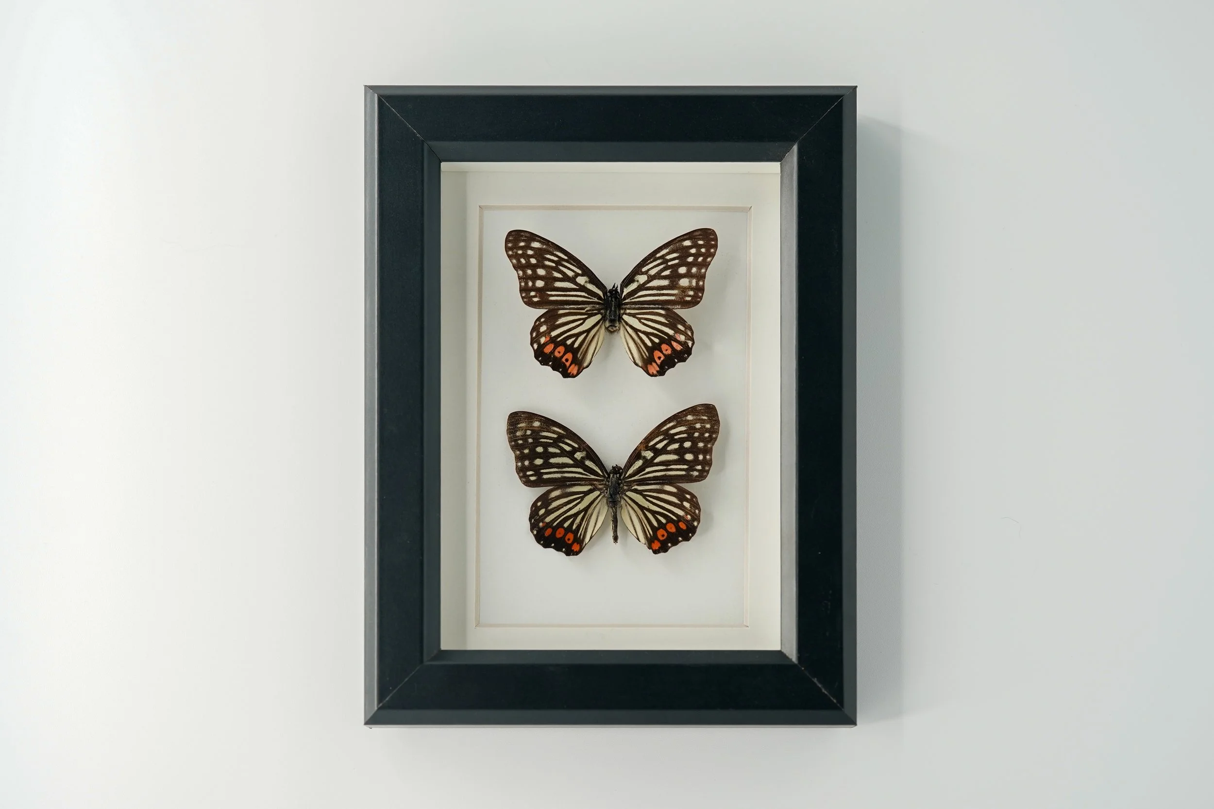 Red Ring Skirt Butterflies