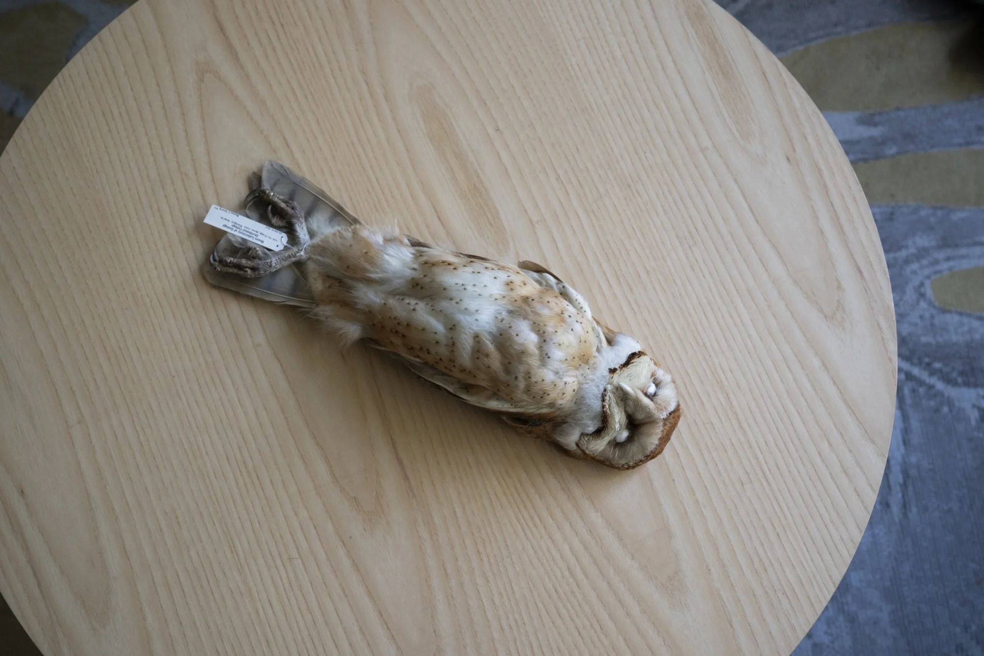 Barn owl ( Tyto alba ) for the Moore Lab of Zoology.