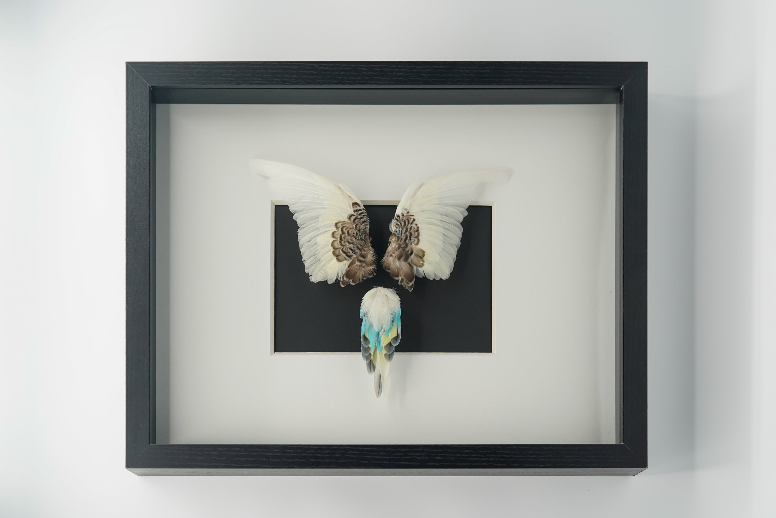Budgie Wing and Tail Mount