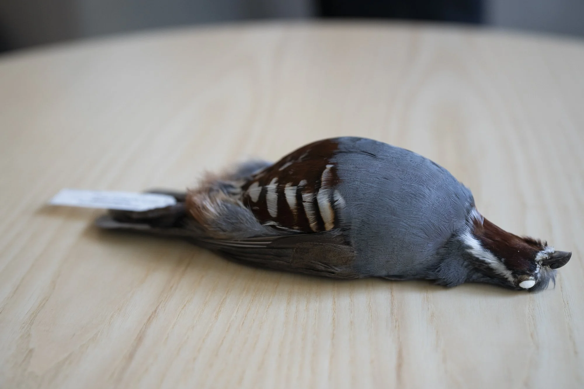 Mountain quail ( Oreortyx pictus ) for the Moore Lab of Zoology.