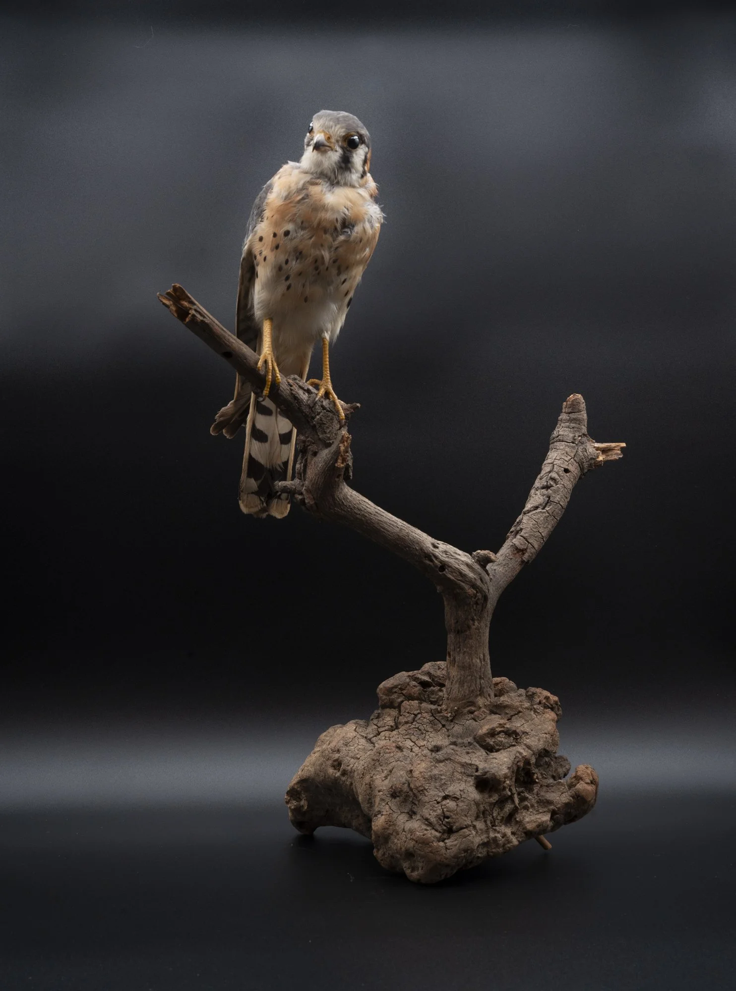 AFTER: American kestrel ( Falco sparverius ) for the San Fernando Valley Audubon Society. 