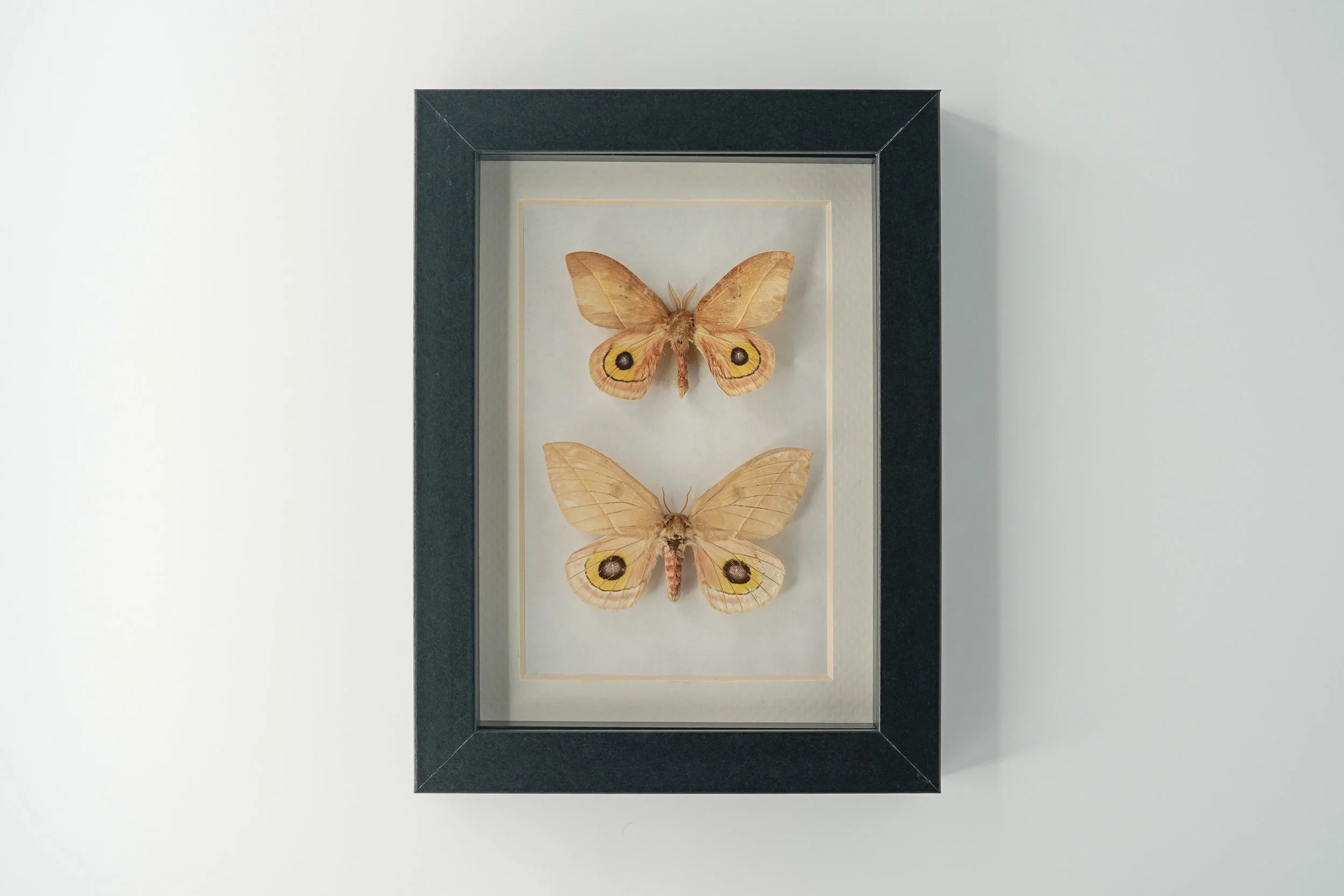 Automeris naranja Moths