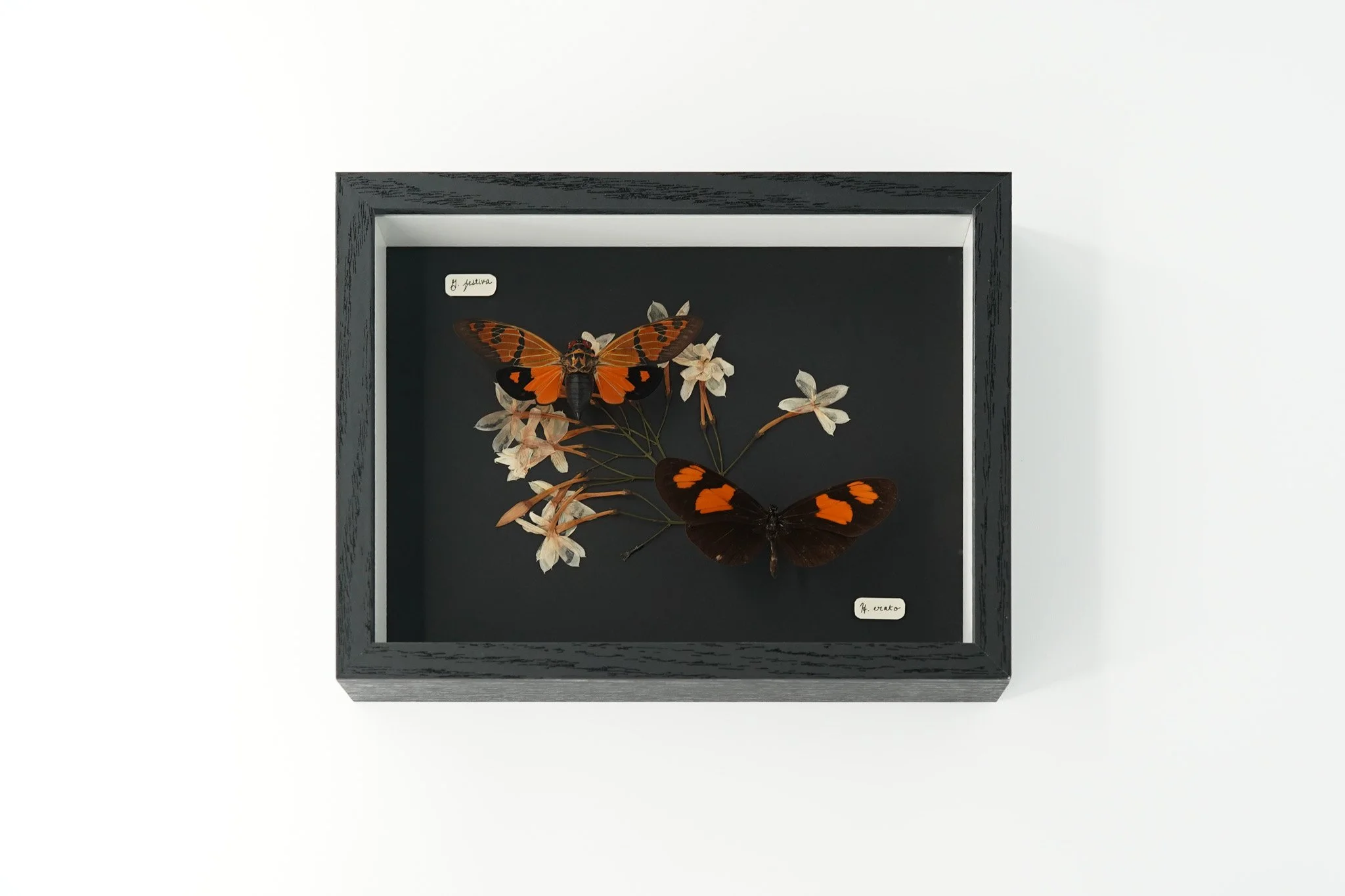 Orange black cicada & Red postman