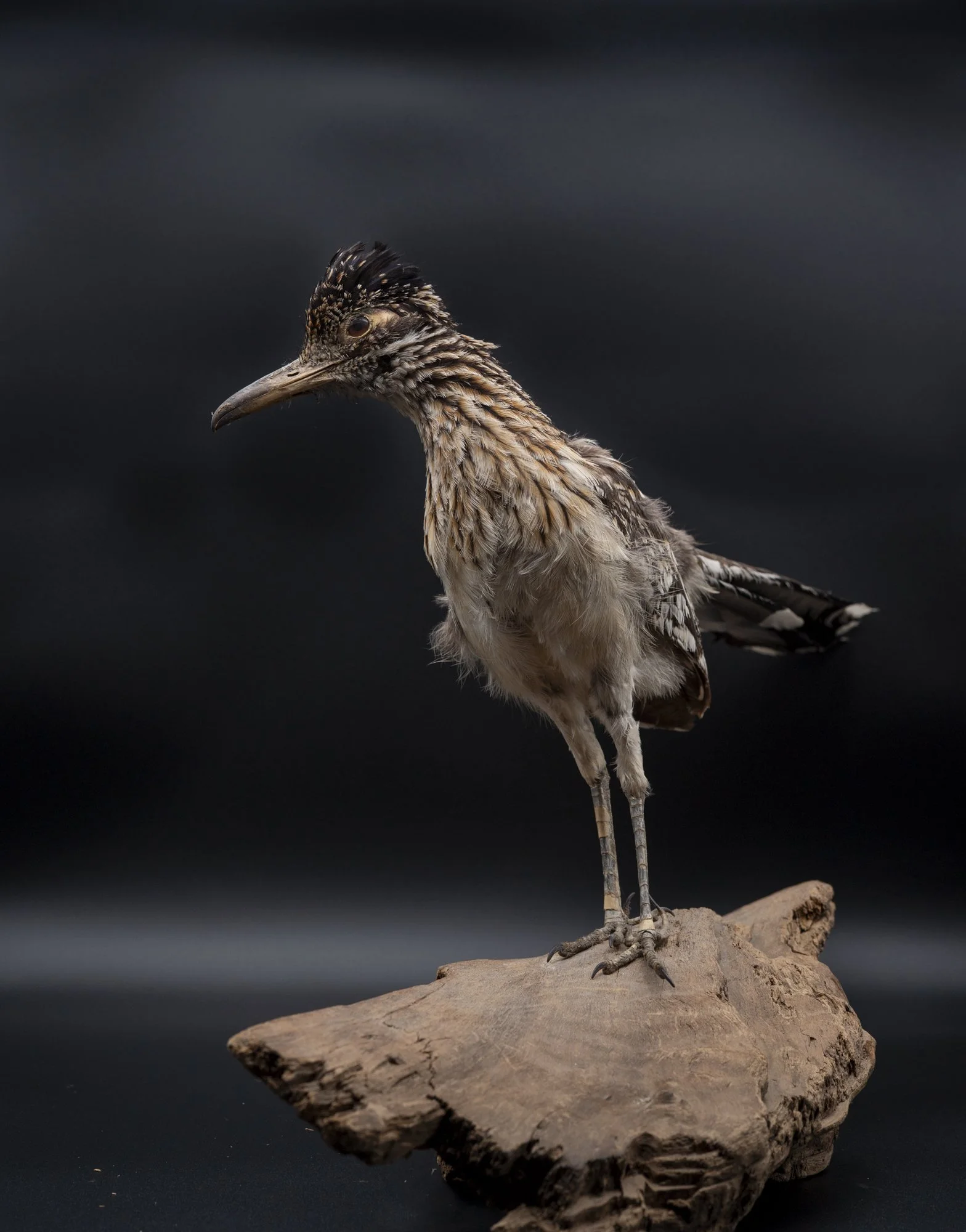 BEFORE: Greater roadrunner ( Geococcyx californianus ) for the San Fernando Valley Audubon Society. 