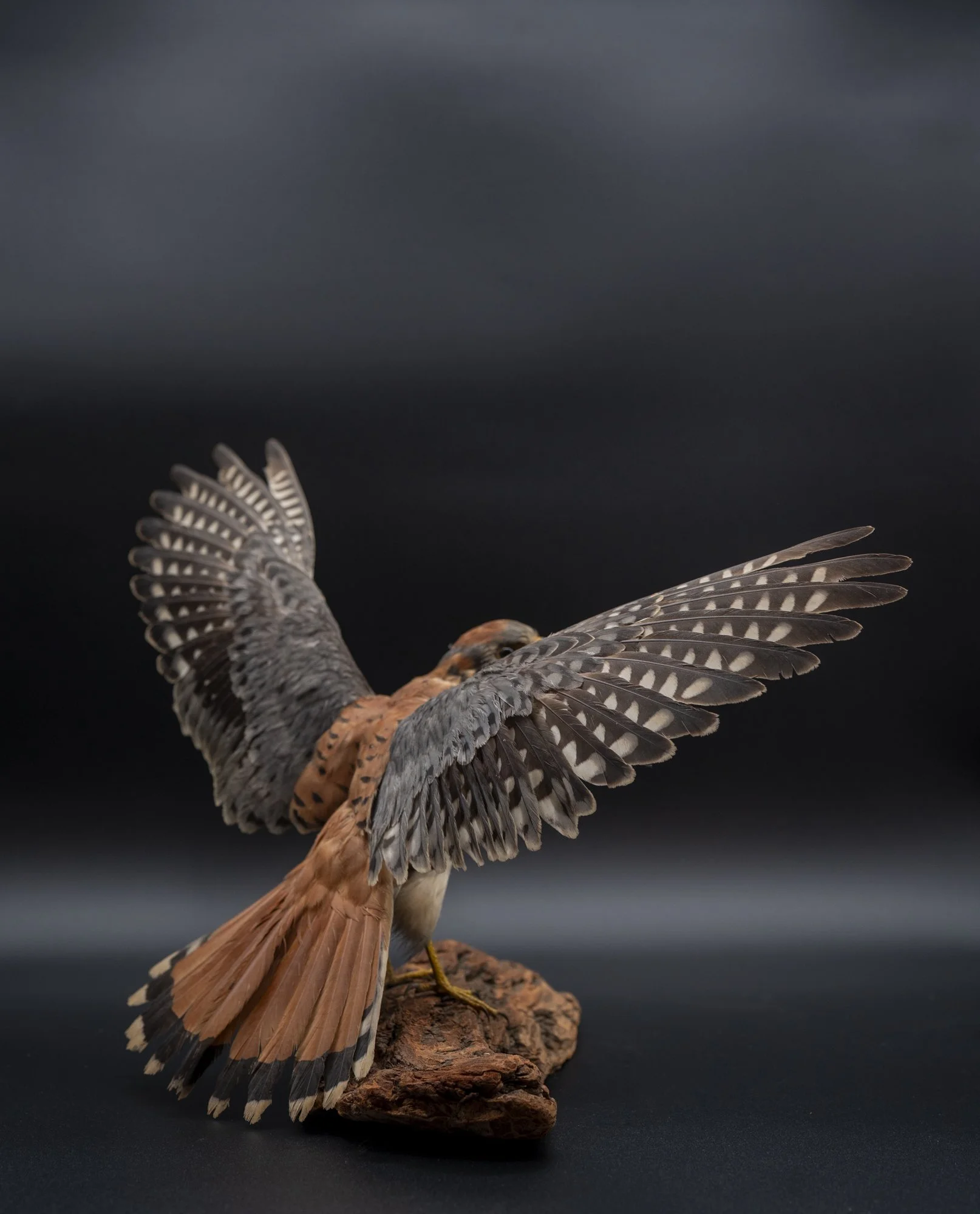 AFTER: American kestrel ( Falco sparverius ) for the San Fernando Valley Audubon Society. 