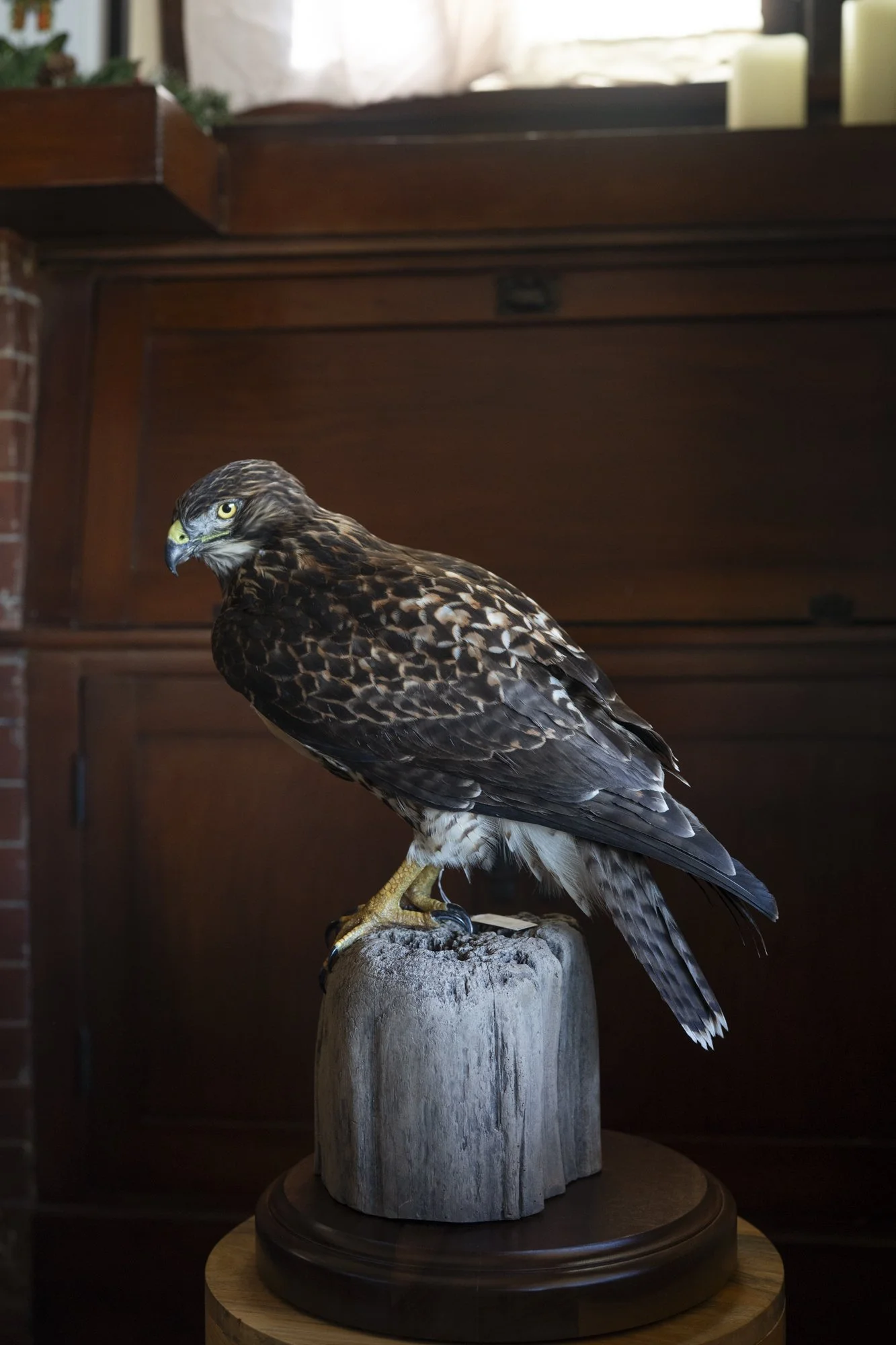 Red-tailed hawk ( Buteo jamaicensis ) for the Pasadena Audubon Society.