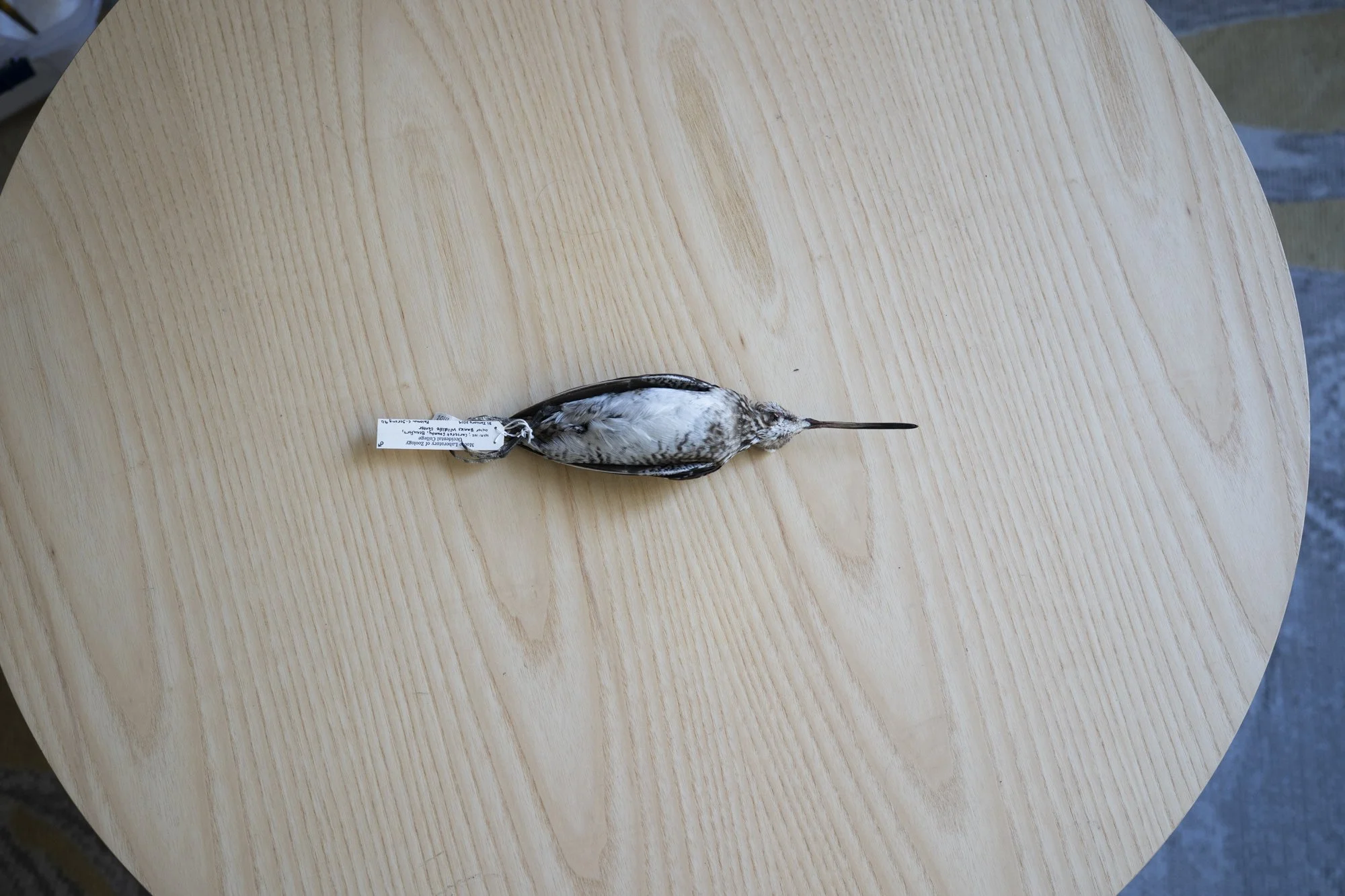 Common snipe ( Gallinago gallinago ) for the Moore Lab of Zoology.