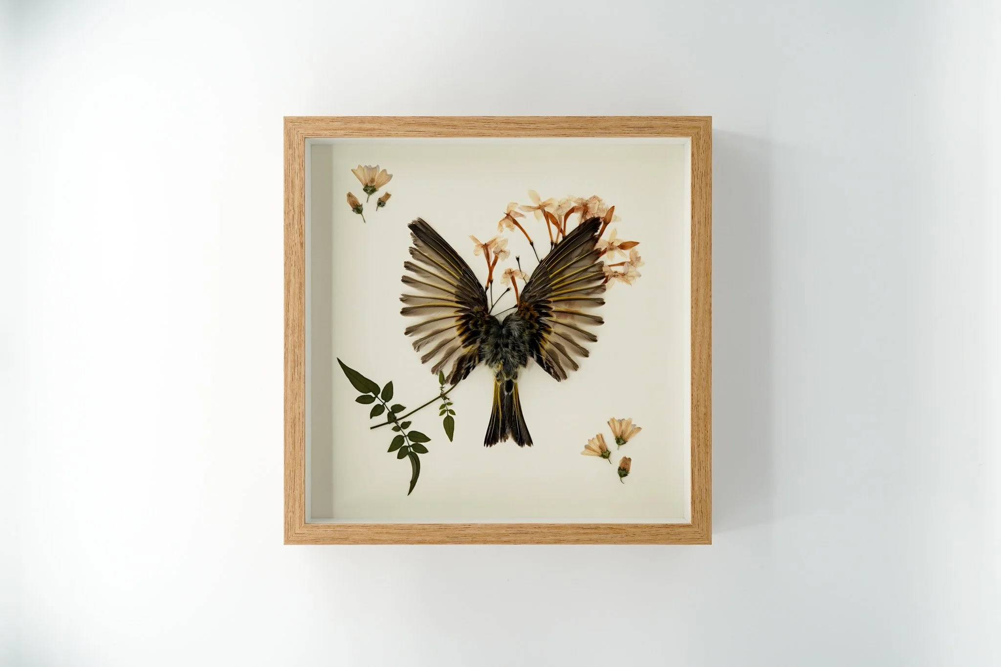 Fire-fronted Serin Wings