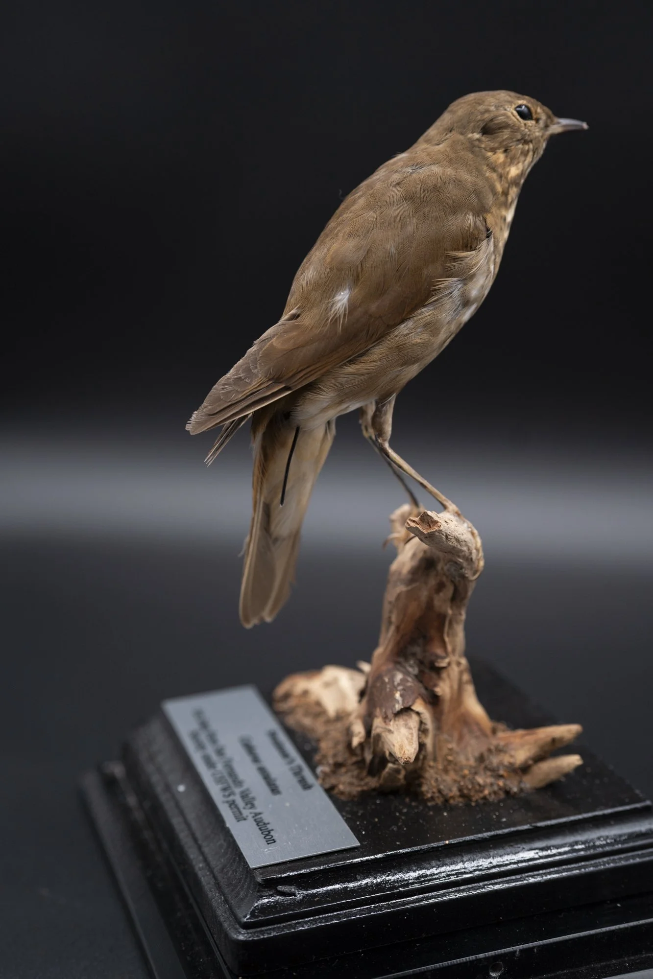 BEFORE: Swainson's thrush ( Catharus ustulatus ) for the San Fernando Valley Audubon Society. 