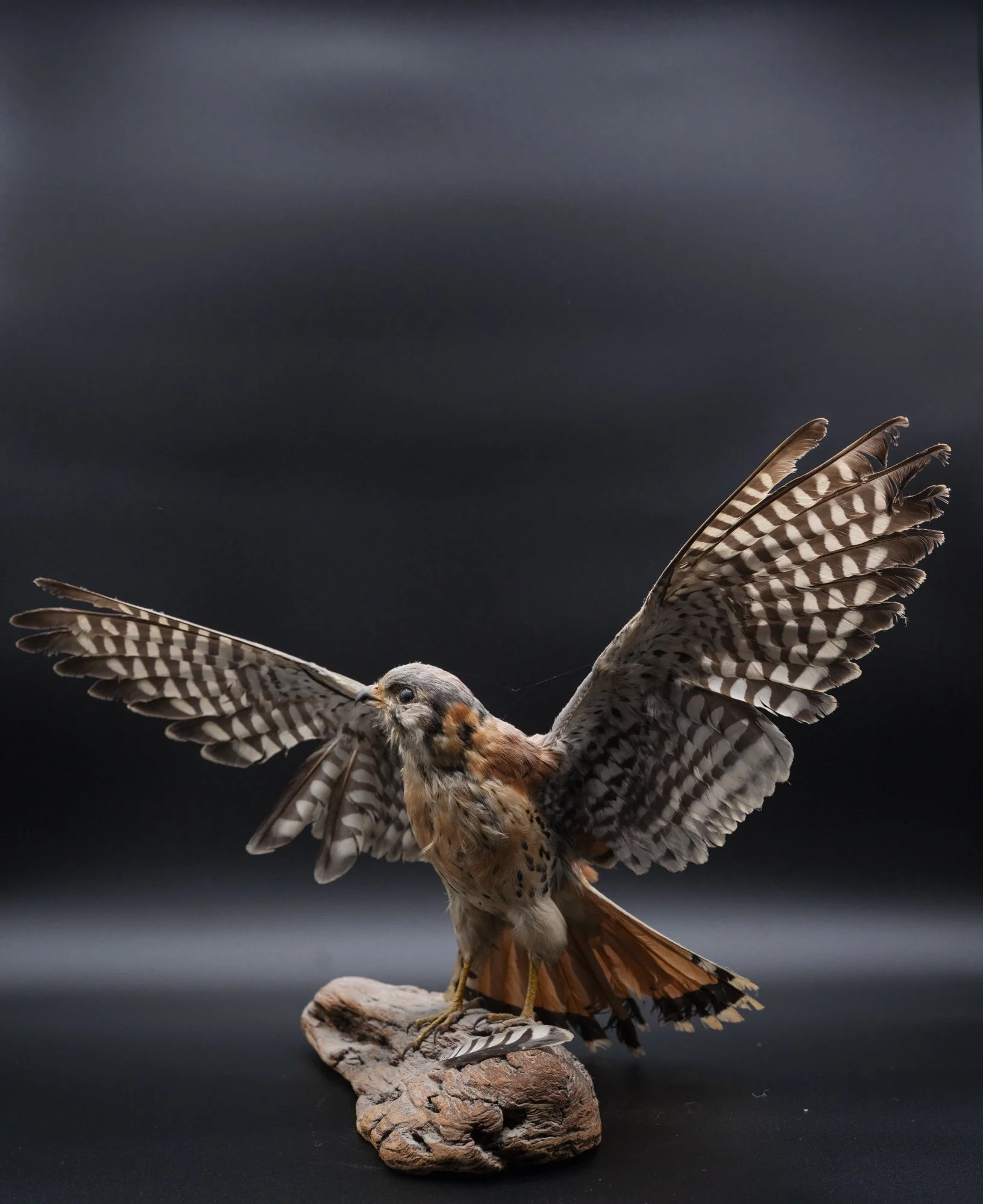 BEFORE: American kestrel ( Falco sparverius ) for the San Fernando Valley Audubon Society. 