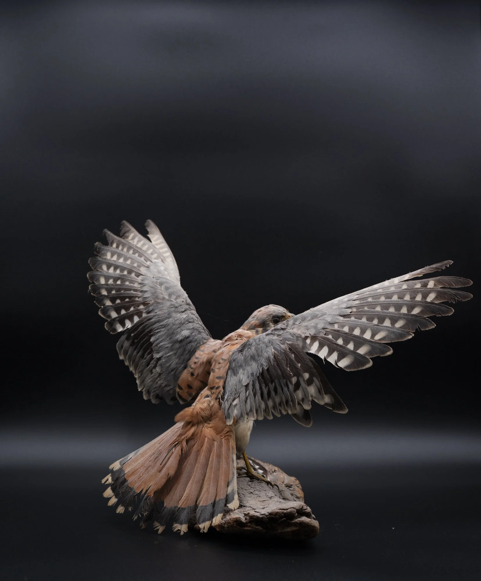 BEFORE: American kestrel ( Falco sparverius ) for the San Fernando Valley Audubon Society. 
