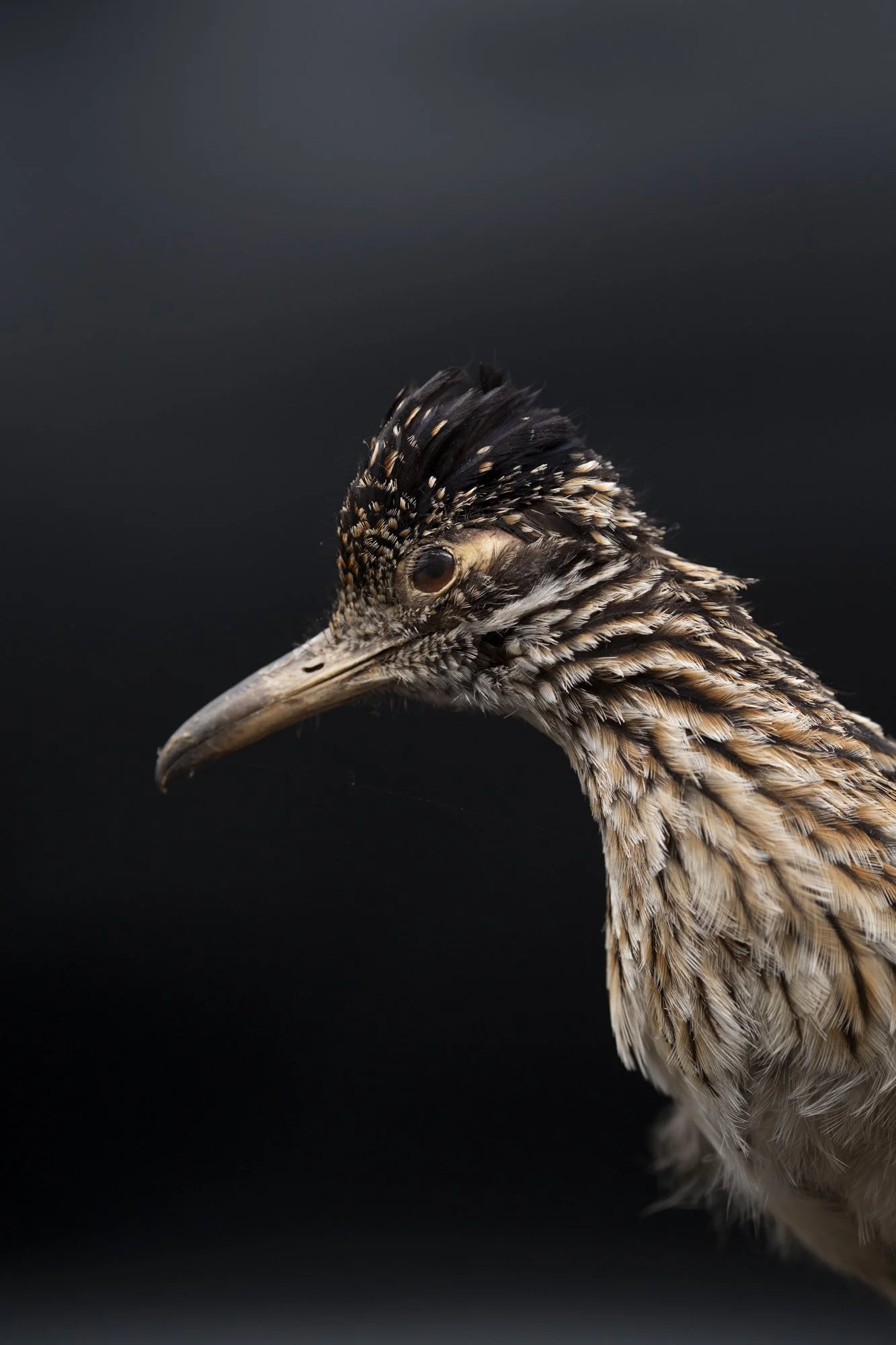 BEFORE: Greater roadrunner ( Geococcyx californianus ) for the San Fernando Valley Audubon Society. 