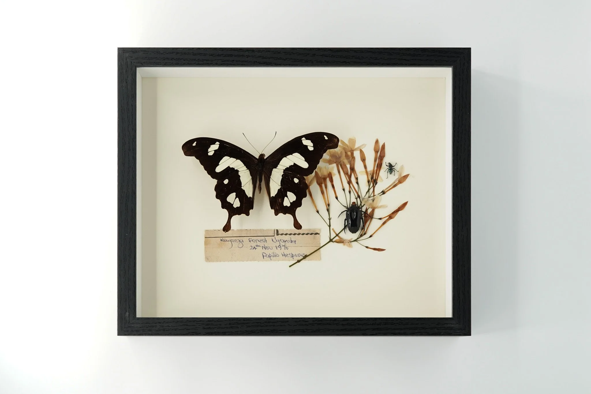 Vintage Hesperus Swallowtail Study