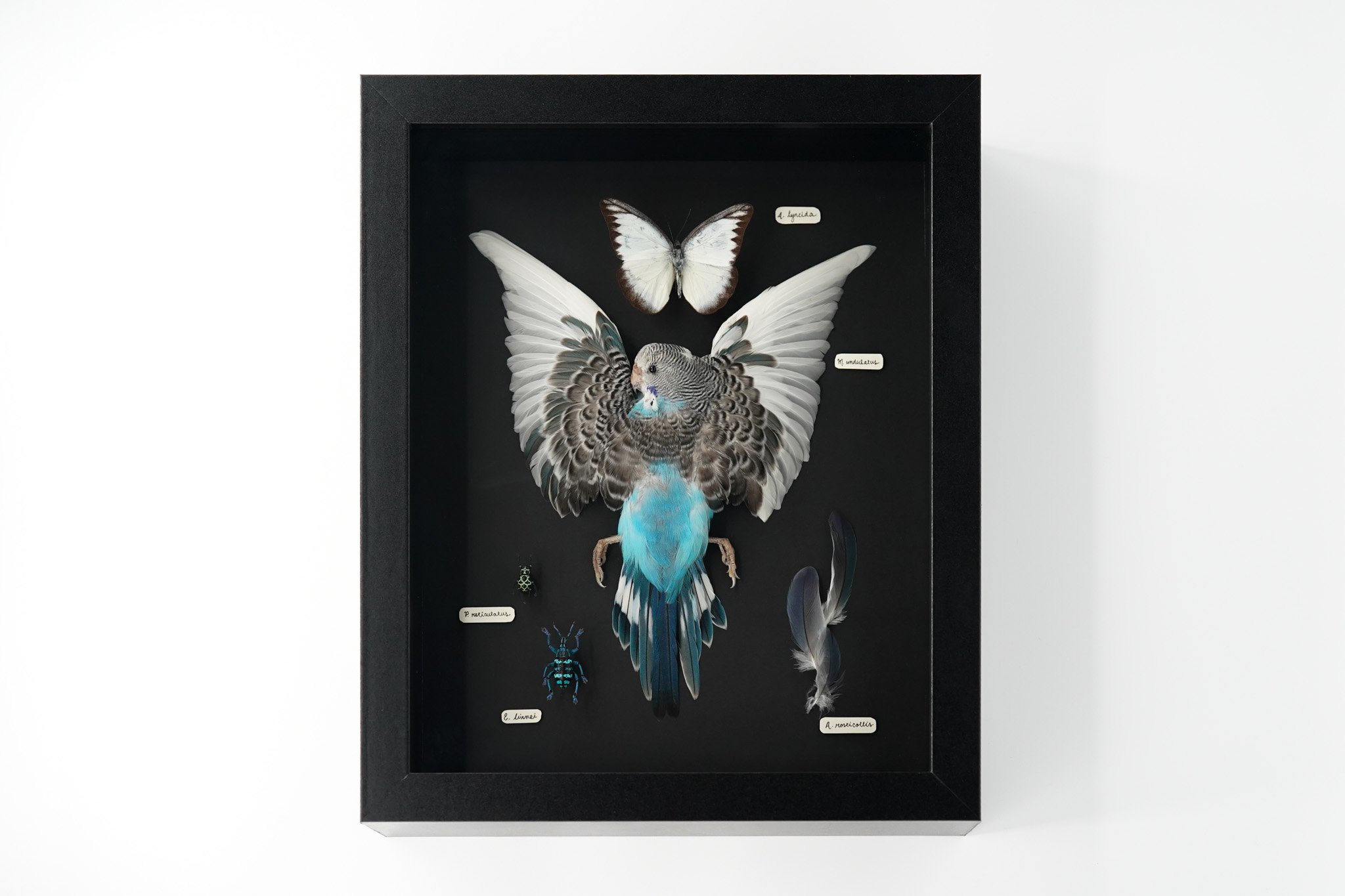 Budgerigar Coloration Study