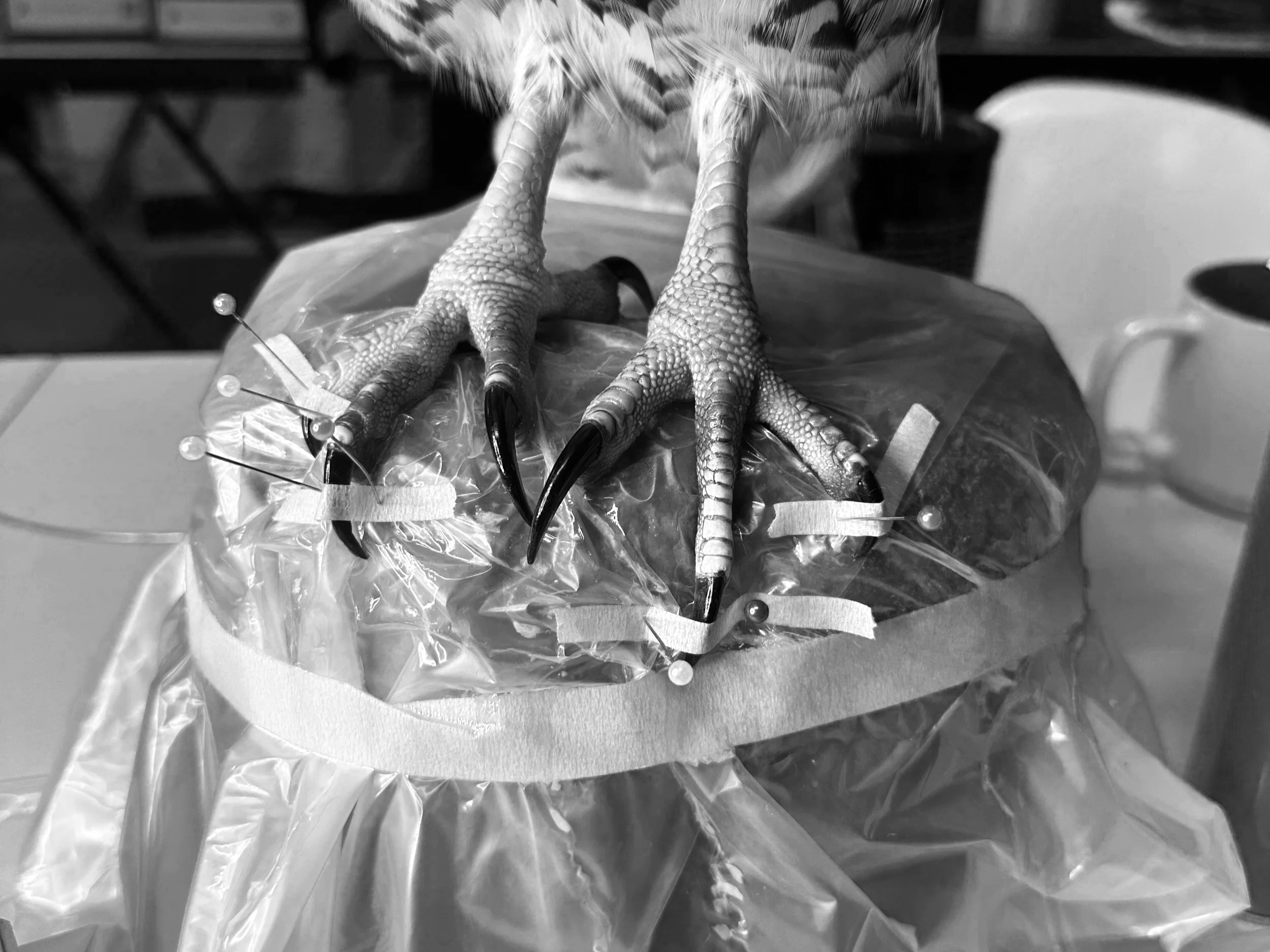 Bird Toes Injection Document: Free Basic Steps